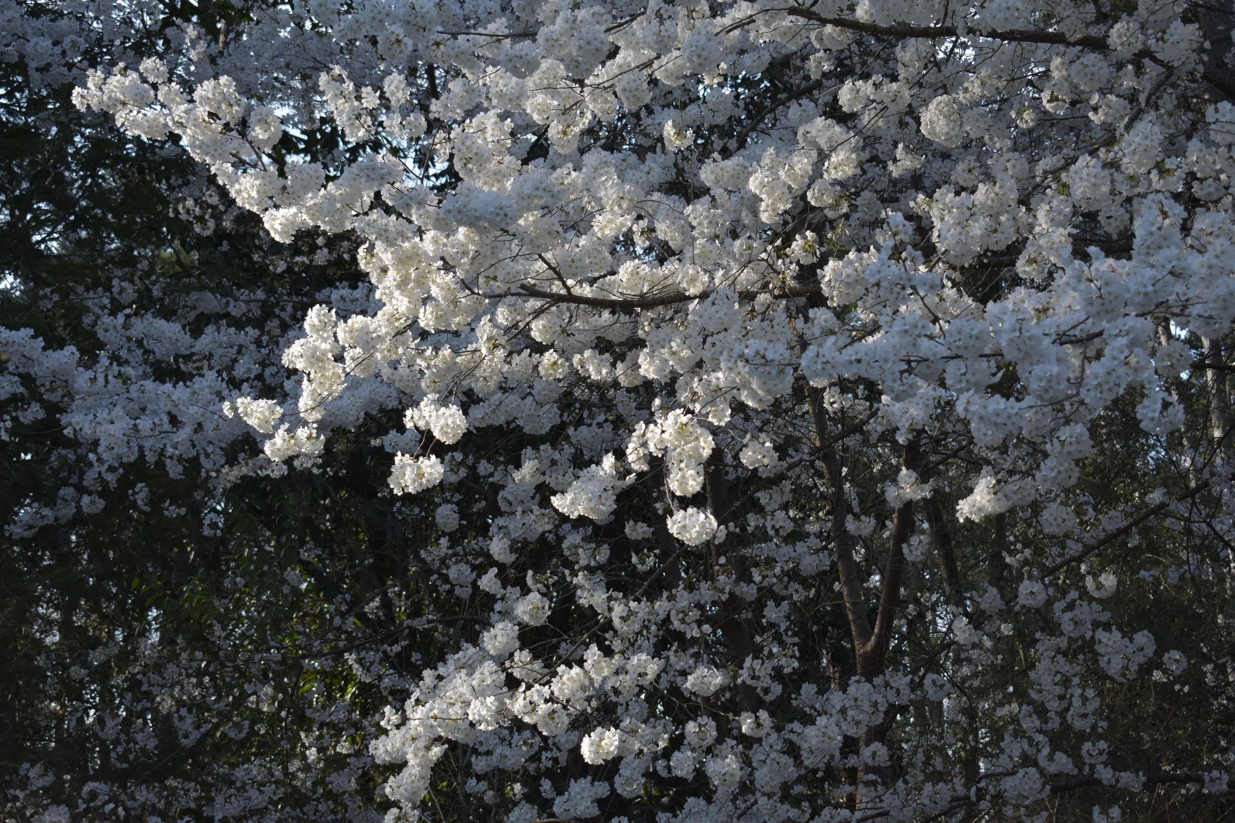 cherry blossoms reiki services pause practice