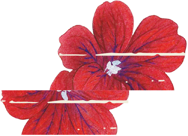 Two red hibiscus flowers with dark purple veins and pale white centers on a transparent background