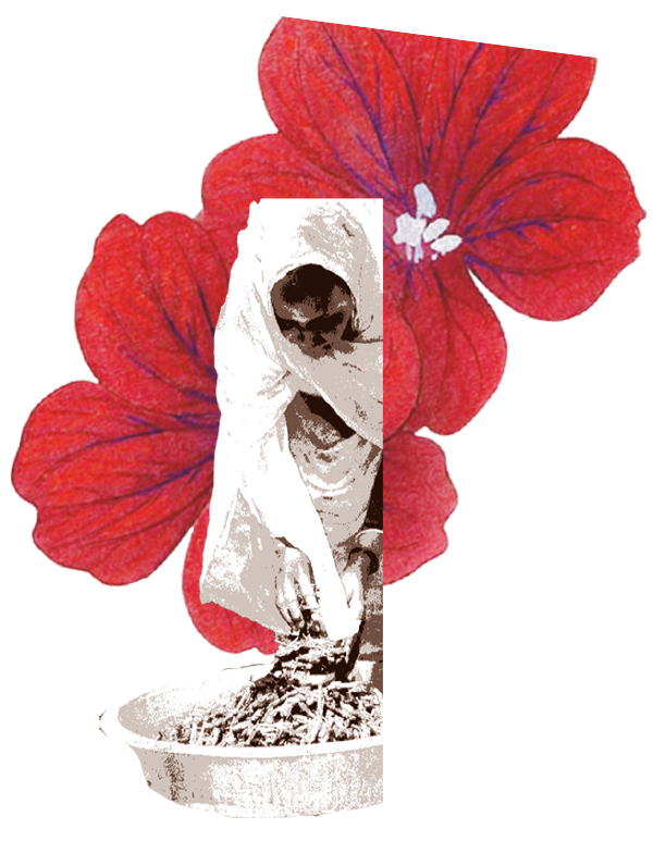 Collage image of a person in a white robe bending over in front of large red flowers in a potted plant