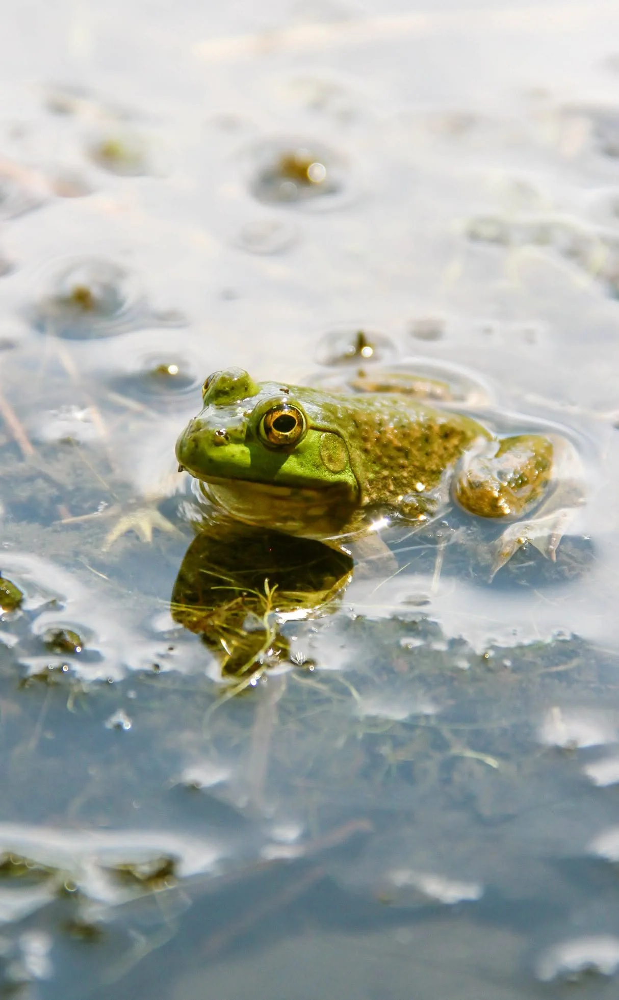 A green frog sitting partially submerged in water, with its head and eyes above the surface, surrounded by floating debris and water reflections.