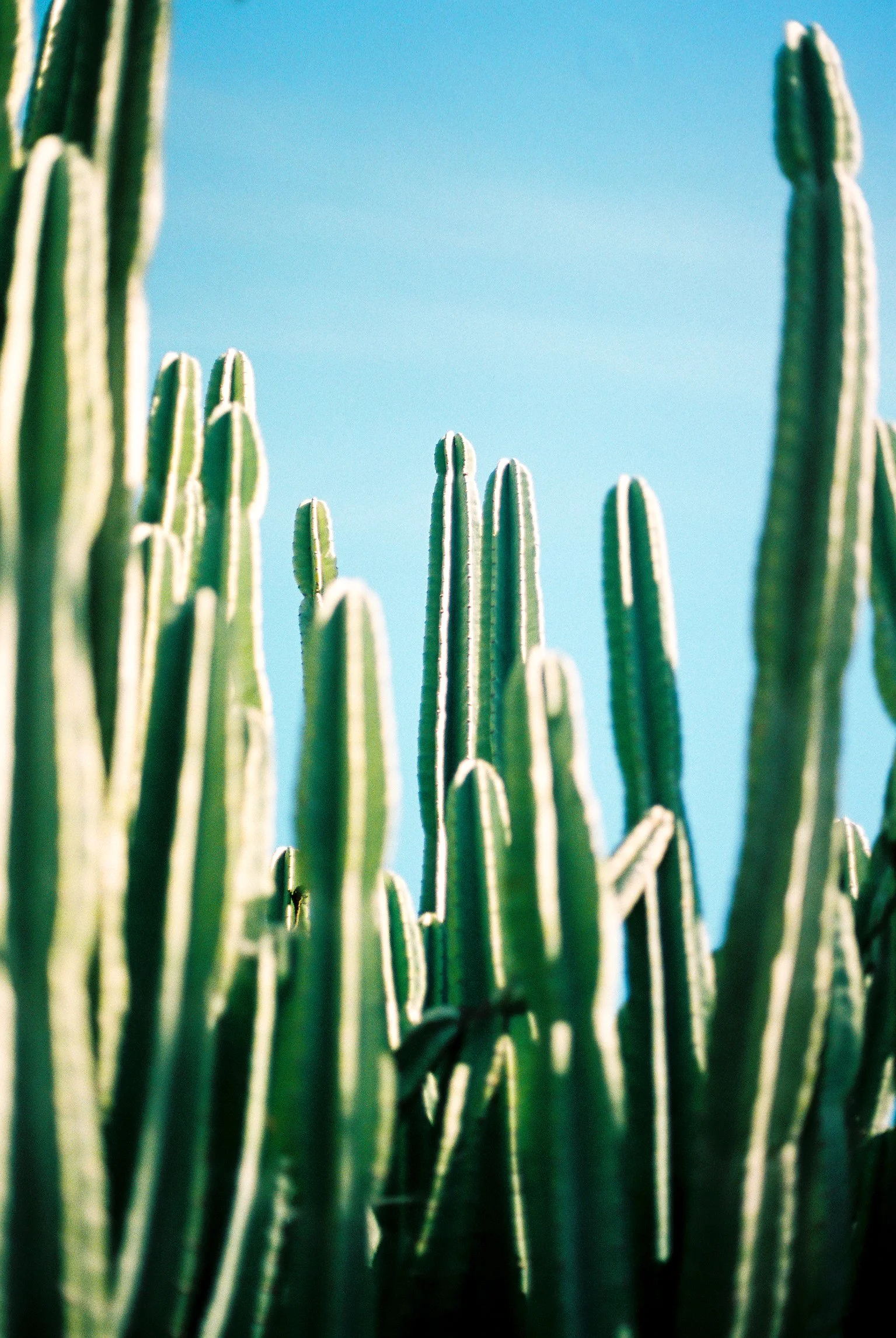 Close-up of tall green cacti against a bright blue sky.