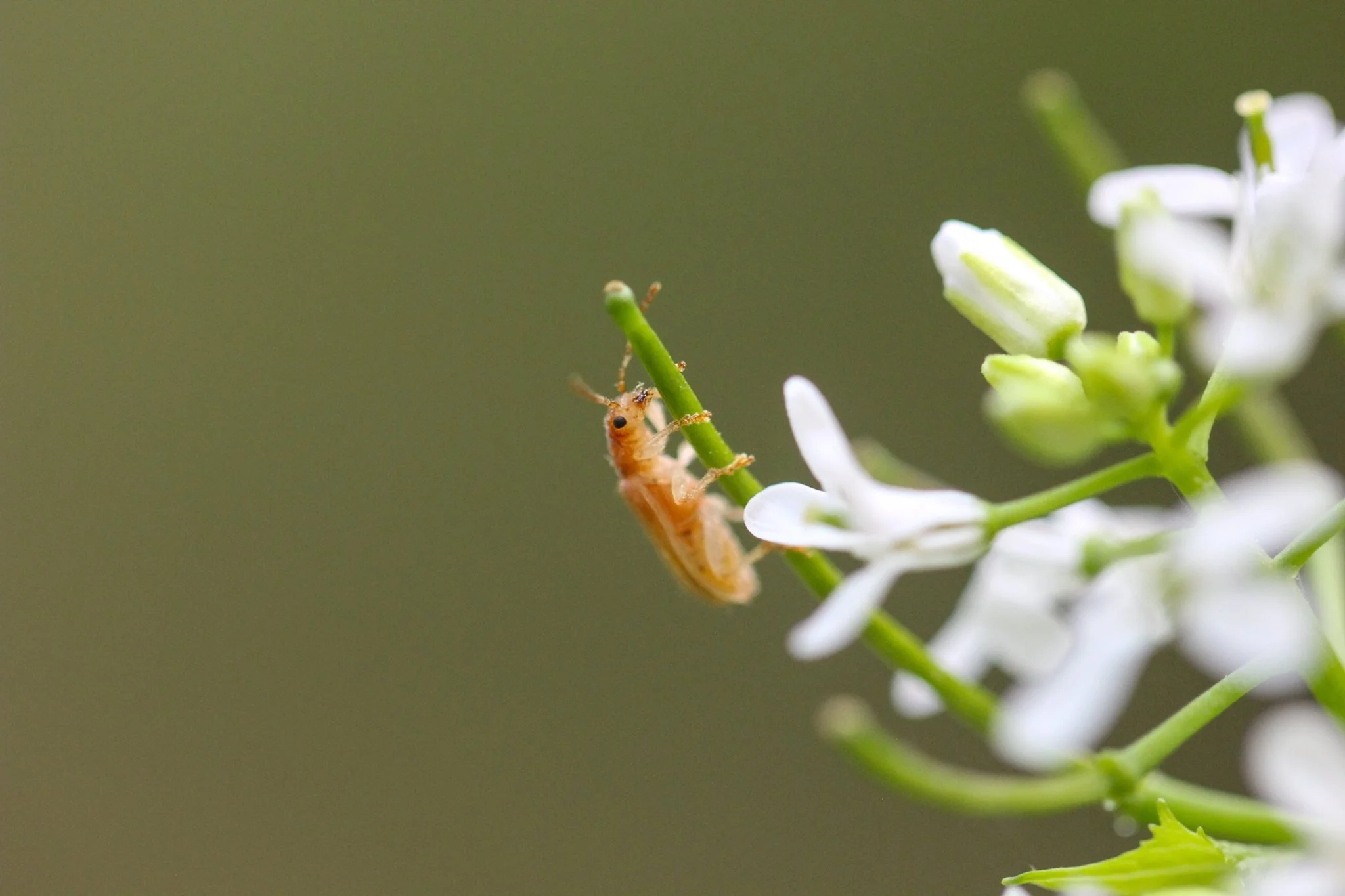 Close-up of a small, light brown insect with black eyes and antennae on a green plant stem with white flowers against a blurred green background.