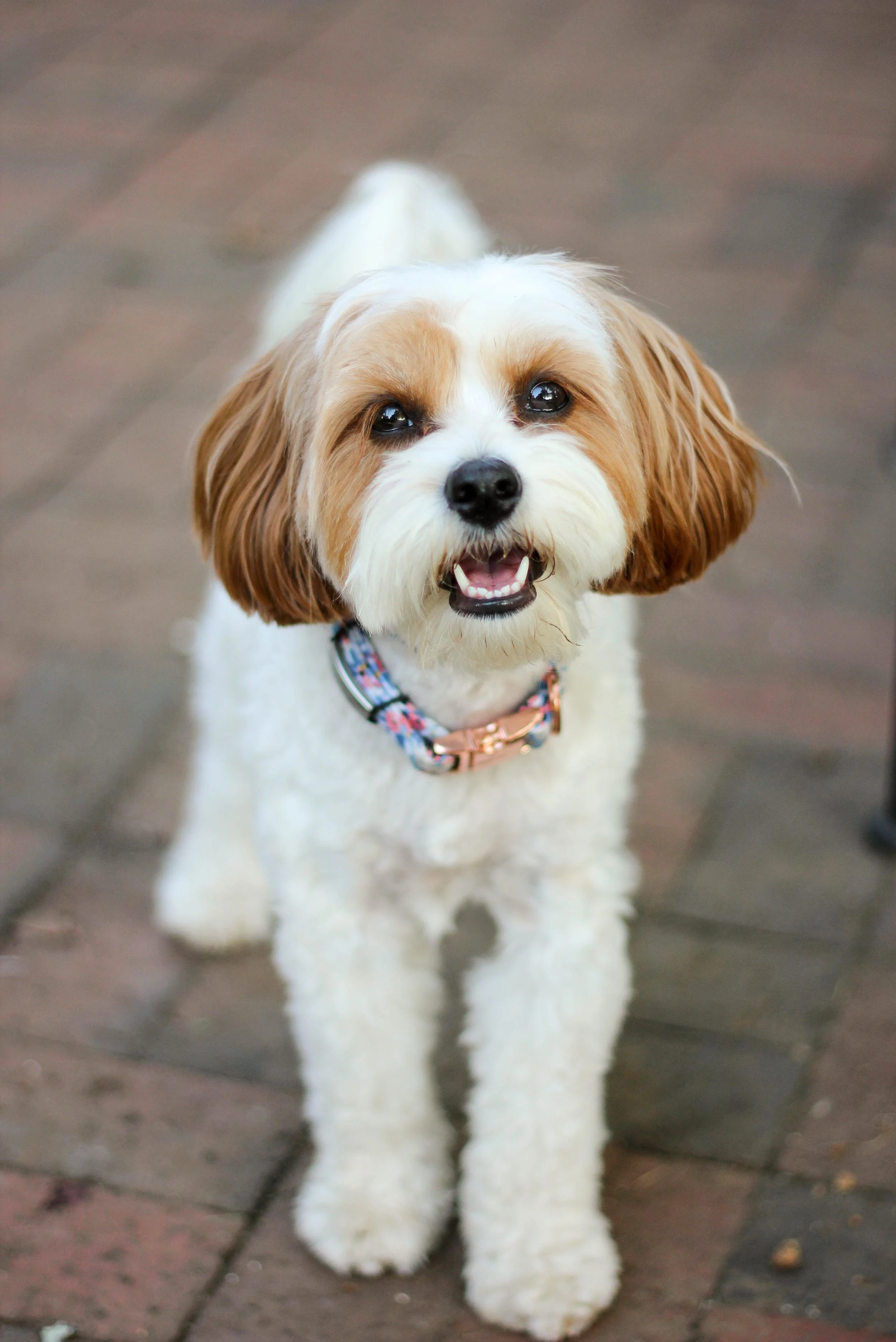 A happy small dog with white and brown fur, sitting on a wooden surface, looking up with mouth open.