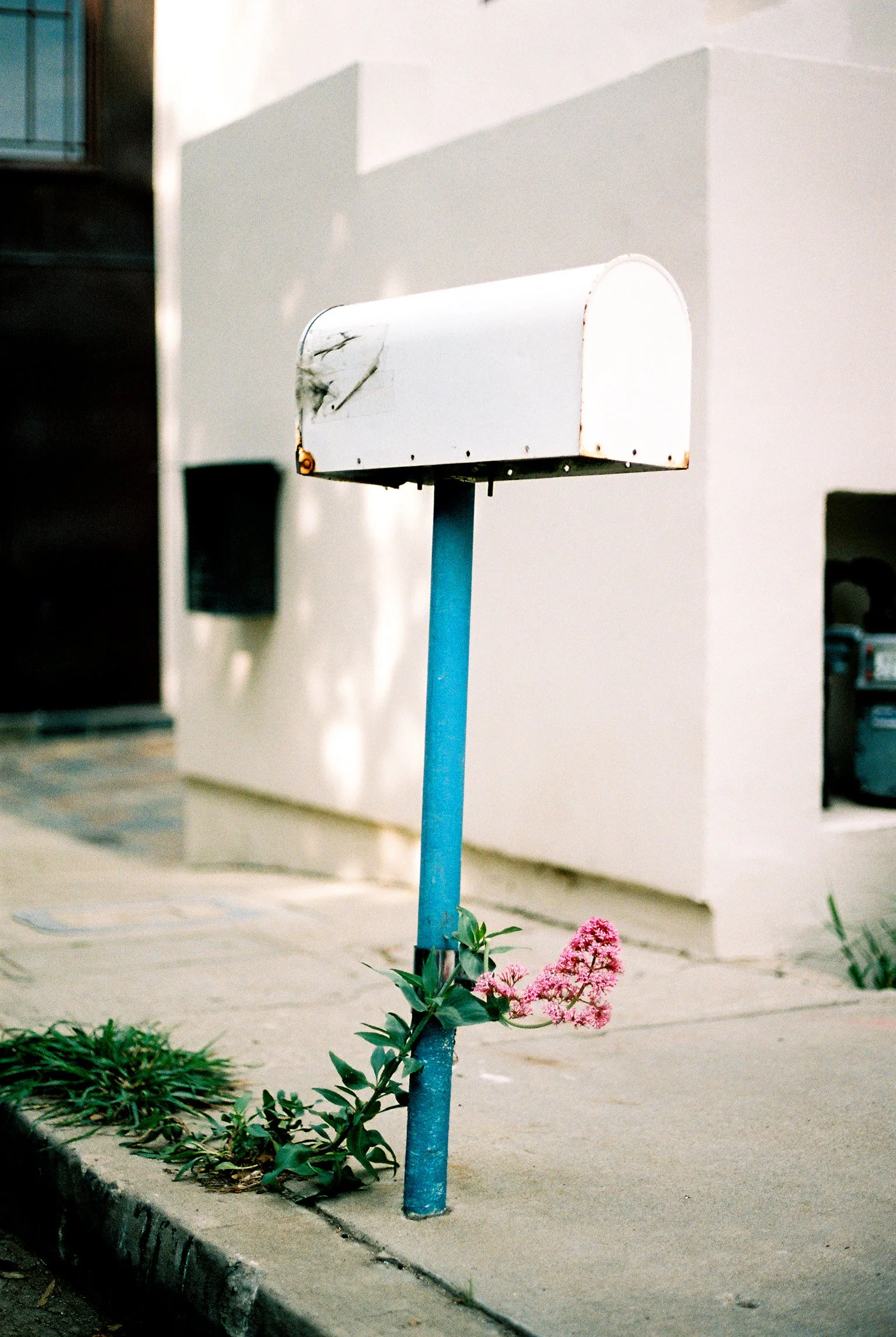 A white rusty mailbox mounted on a blue pole near a sidewalk, with pink flowers and green plants at the base, against a background of a beige building and windows.