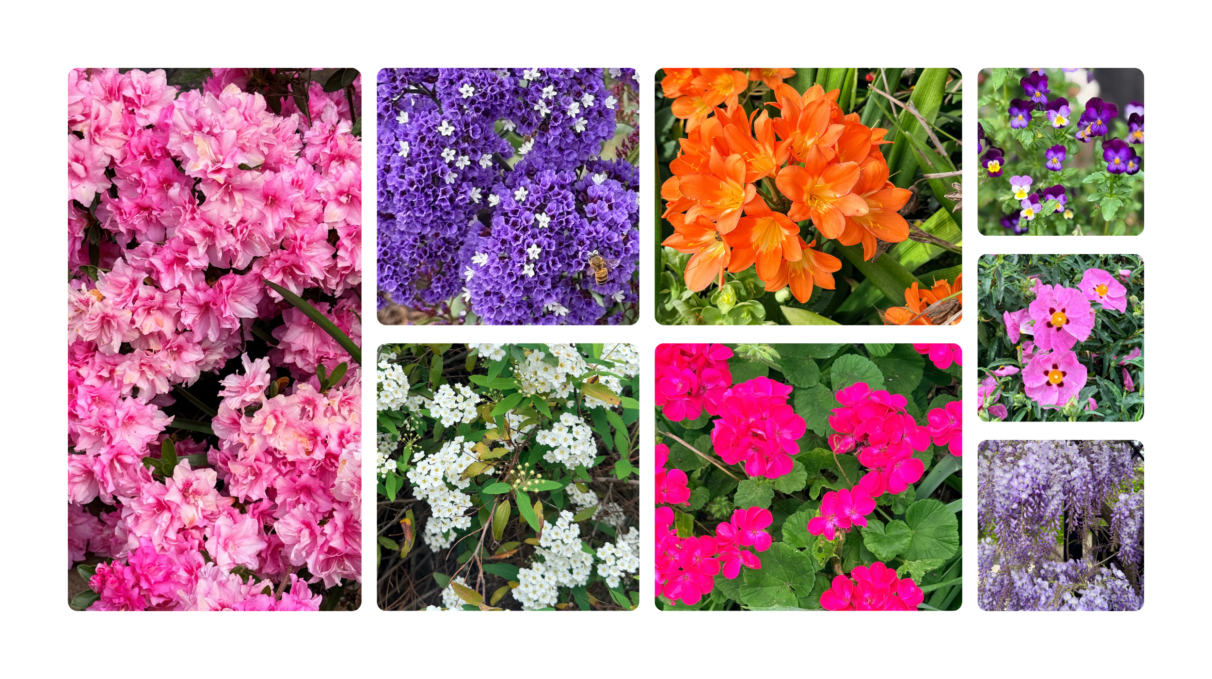 A collage of flower photographs taken in Jo’s garden and local area, including pink azaleas, purple statice, orange clivias, white spirea, pink geraniums, violas, rock roses and wisteria.