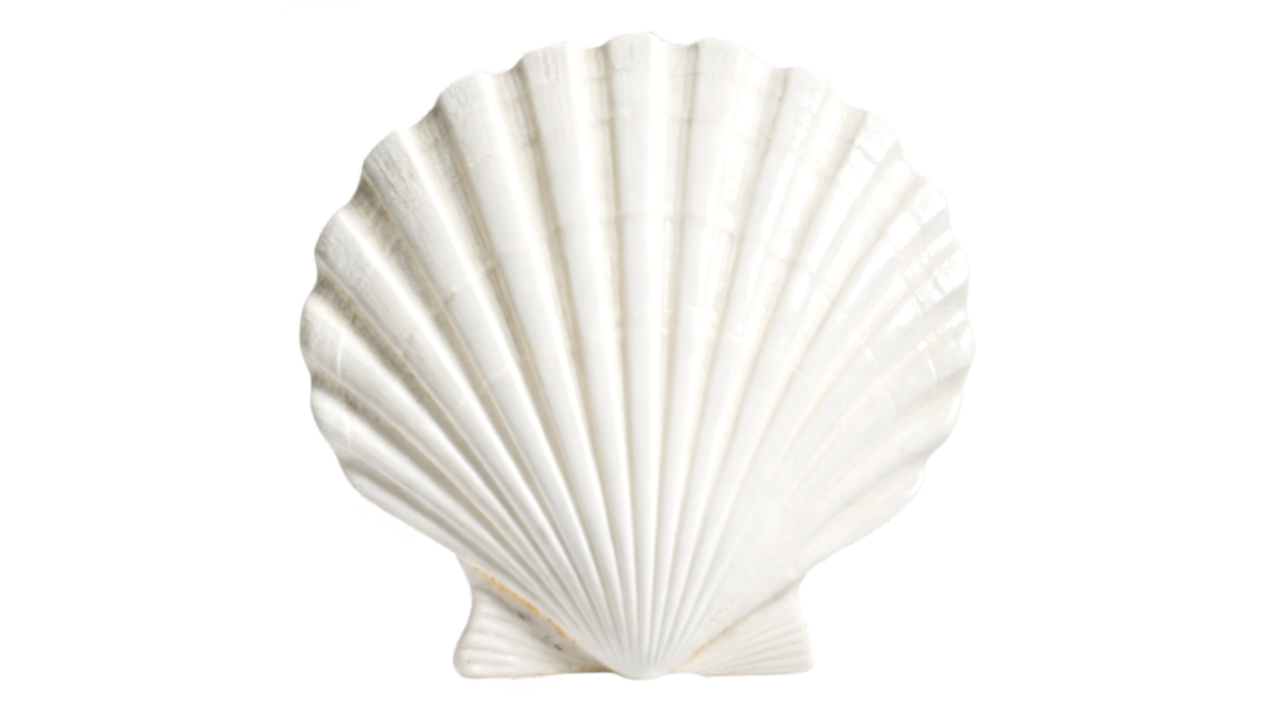 A white seashell with ridges radiating from the base to the top, isolated on a white background.