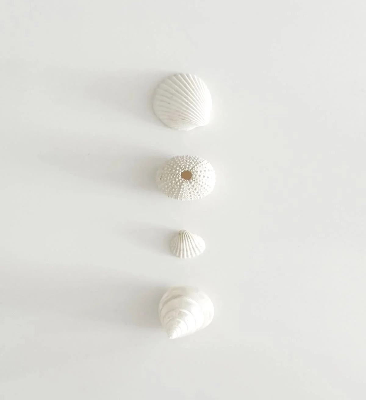 Four white seashells arranged vertically on a white surface, each shell with unique ridges and textures.