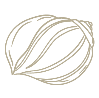 Line drawing of a whole onion