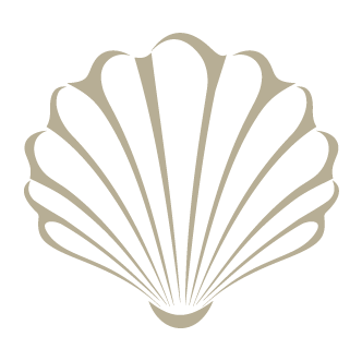 Illustration of a seashell with a fan-like shape and radiating lines on a black background.