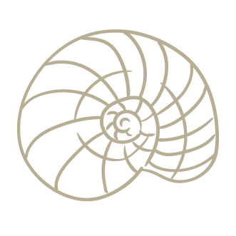 A line drawing of a spiral seashell with divisions.