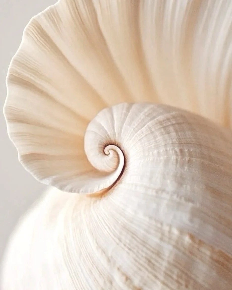 Close-up of a seashell spiral, showing detailed ridges and soft beige tones.