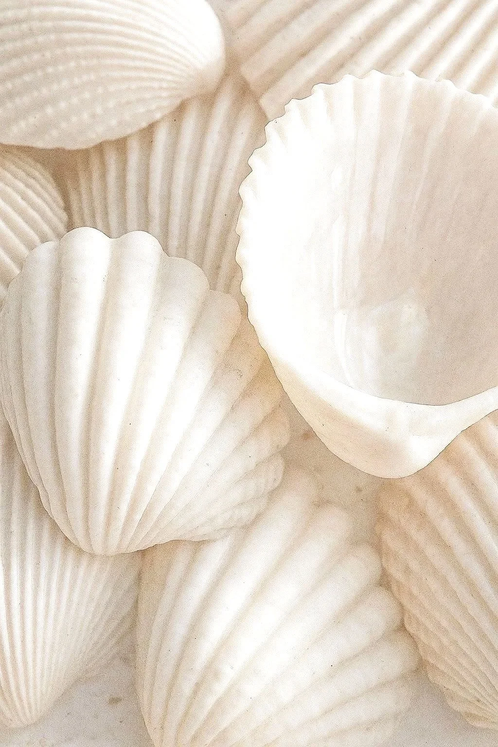 A close-up of several white seashells with ridged textures.