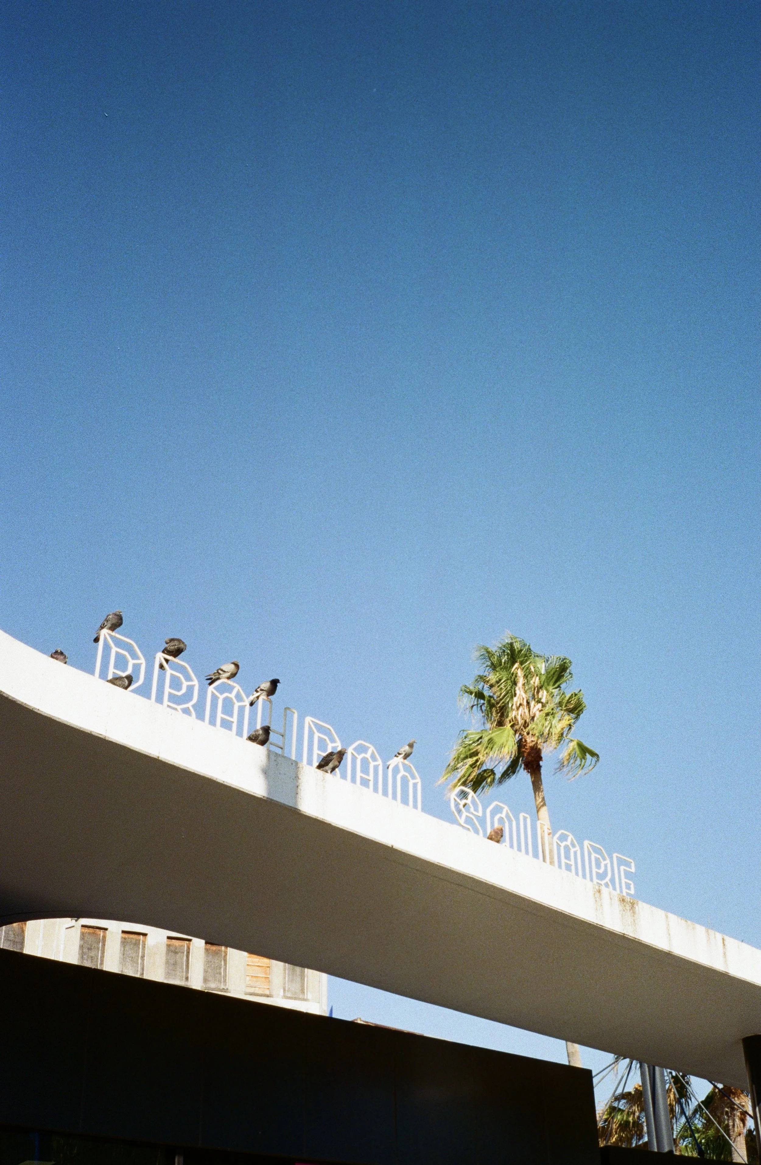 A bridge with large white letters spelling 'PALM DESERT' on the side, multiple pigeons perched along the bridge, a tall palm tree, and a clear blue sky.