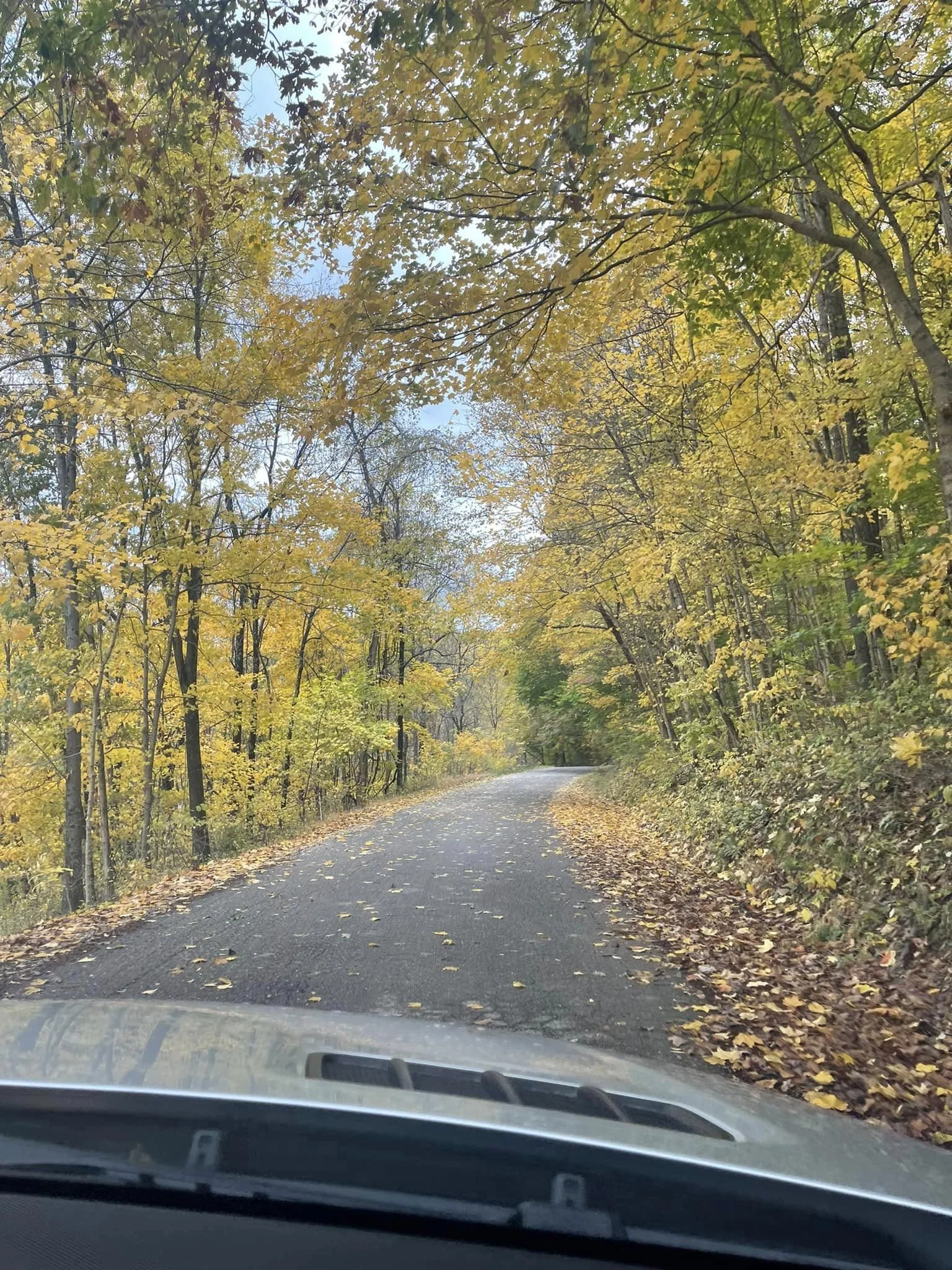 View through a car windshield showing a winding forest road with fallen leaves and trees with yellow and green leaves overhead during fall.