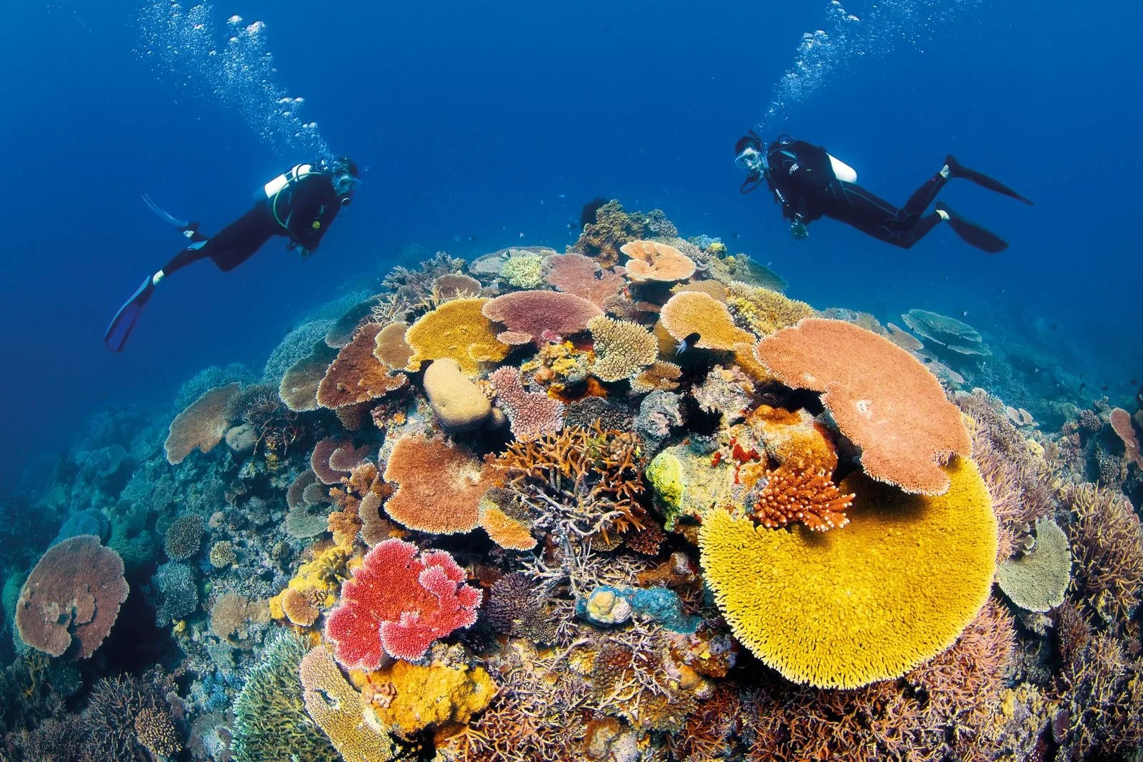 CAIRNS REEF & RAINFOREST — 5D4N