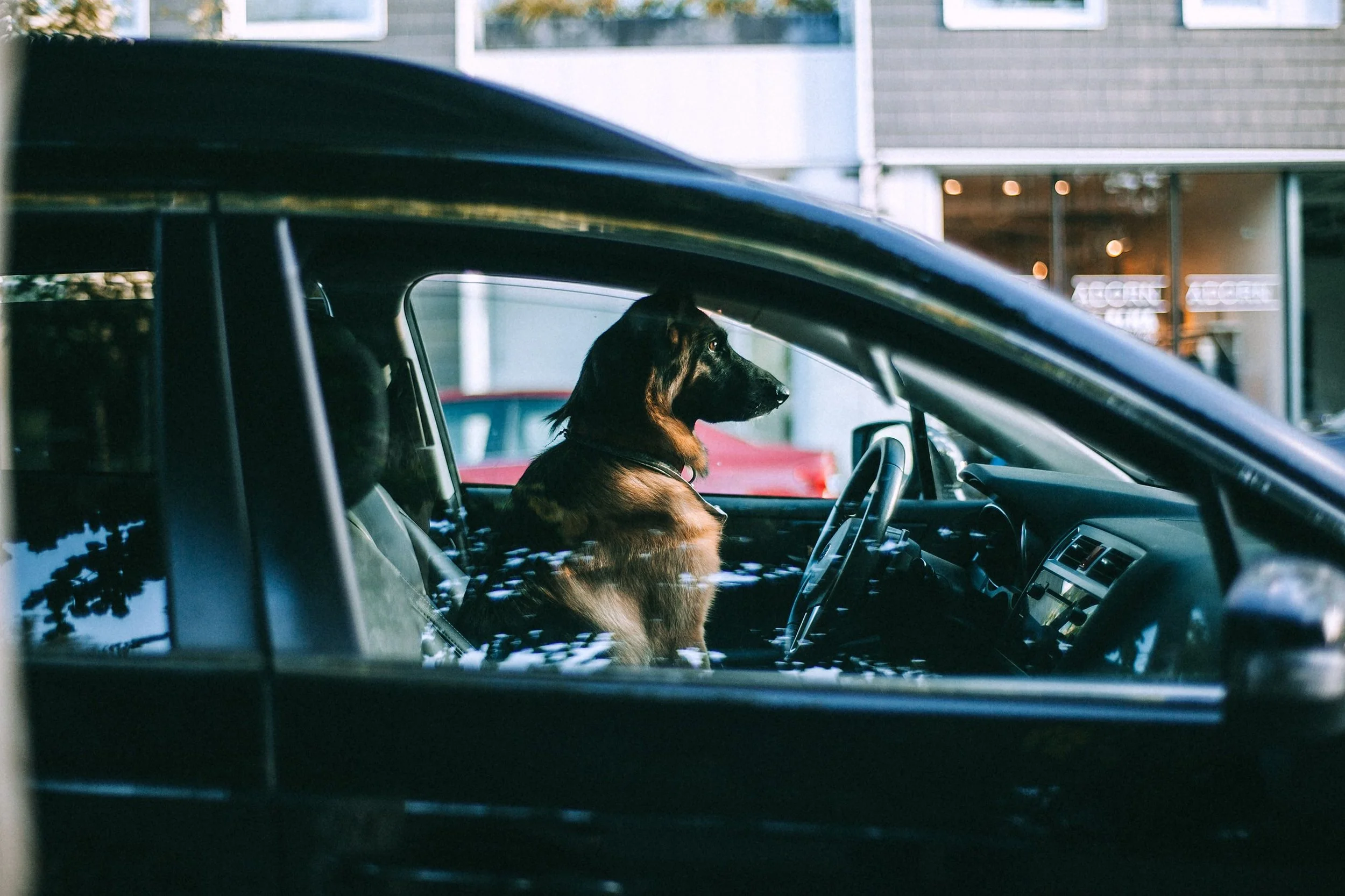 Pet Taxi - Return