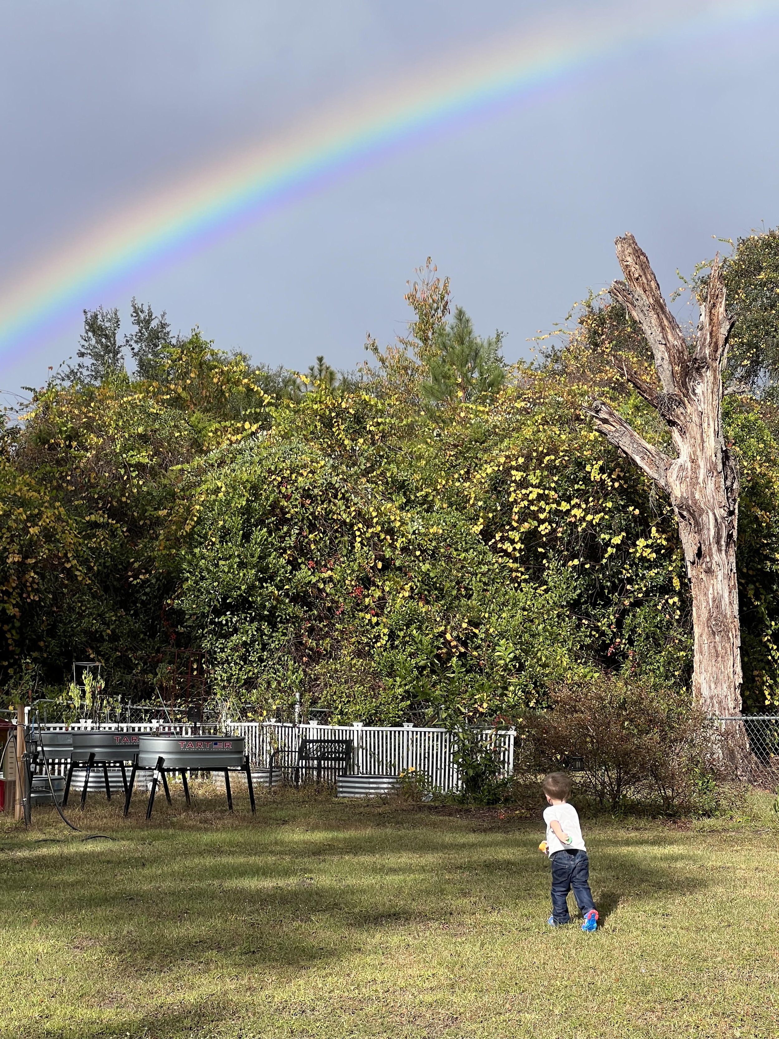 A young boy playing in a grassy backyard area, with a large rainbow visible in the sky above dense foliage and trees, including a dead tree trunk in the background, and some outdoor furniture in the lower part of the image.