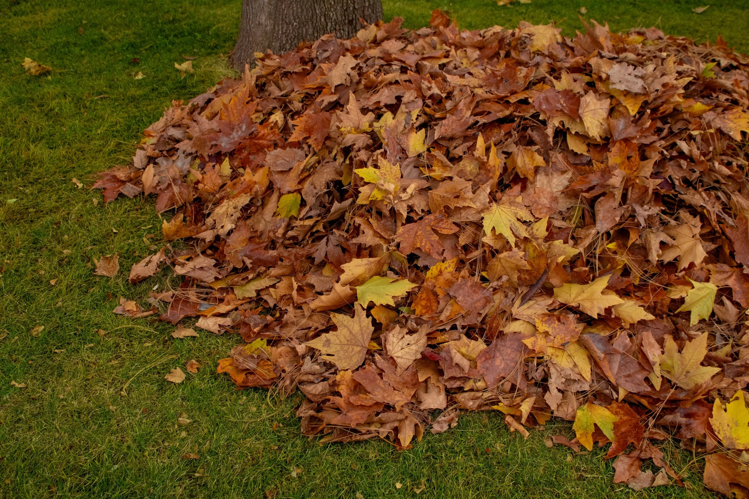 leaves.jpg