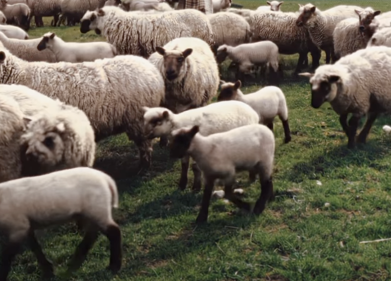Where Wool Begins: A Visit to the Fiber Farm