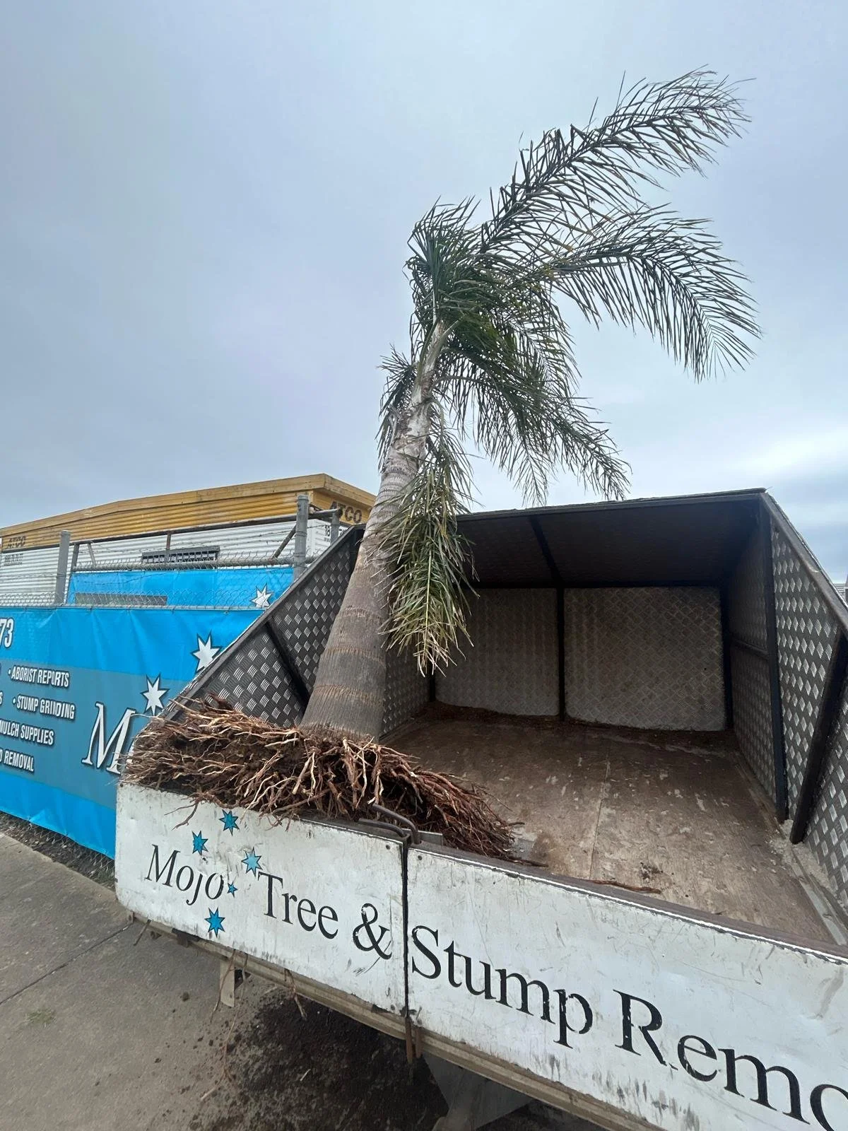 A uprooted palm tree leaning on a truck with a sign for stump removal services.