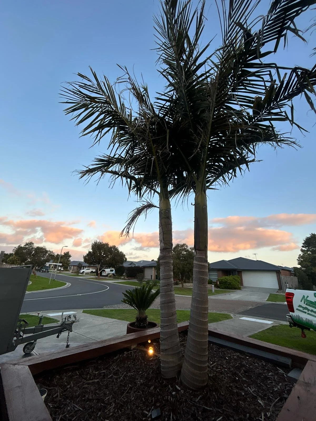 Two palm trees planted in a flower bed in a suburban neighborhood at sunset, with houses, parked cars, and trees in the background.