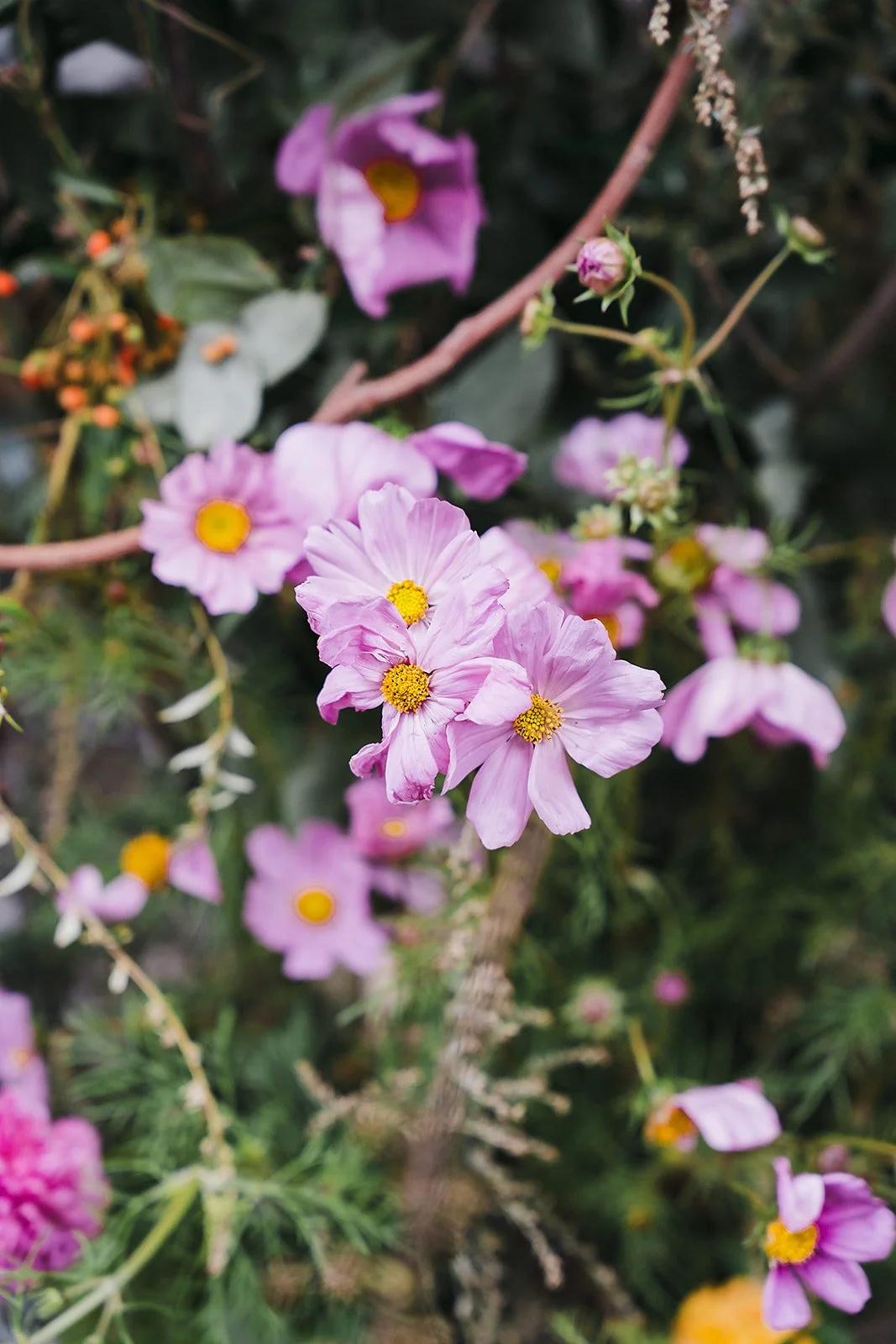 Pink cosmos blooming in the garden at the wedding venue