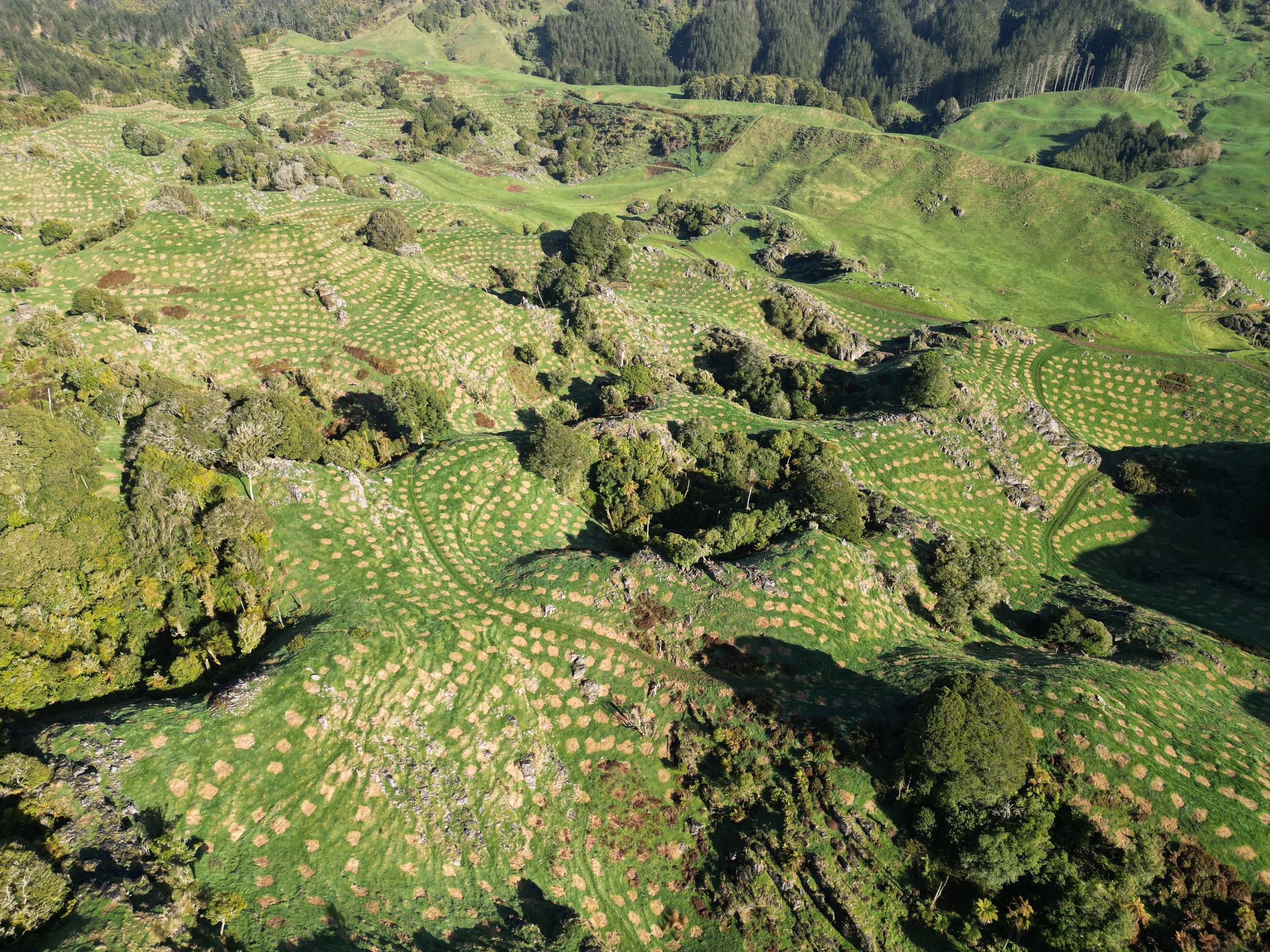 Newly established forestry planting on hill country in New Zealand