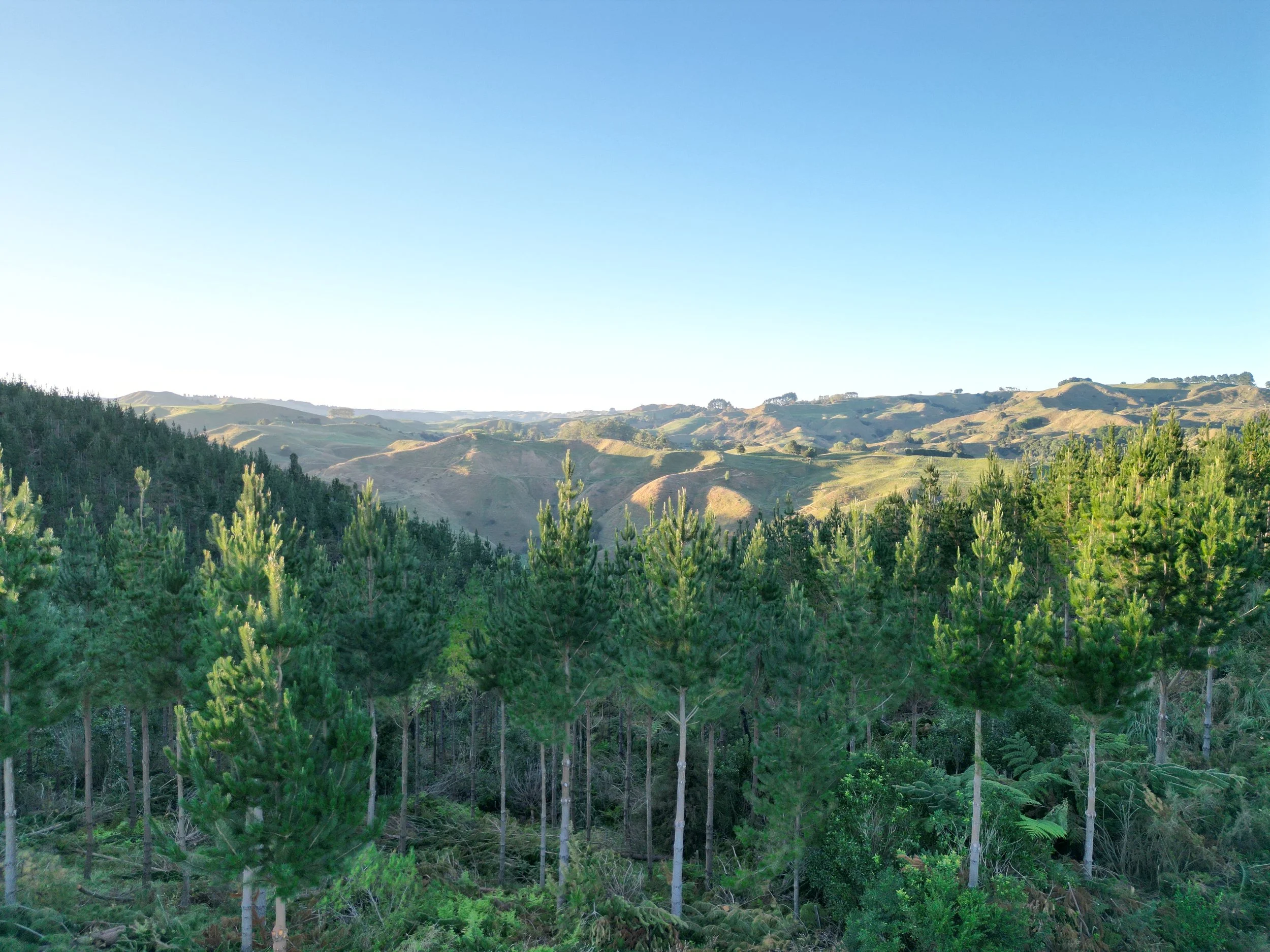 Managed radiata pine forest on hill country in Waikato, New Zealand