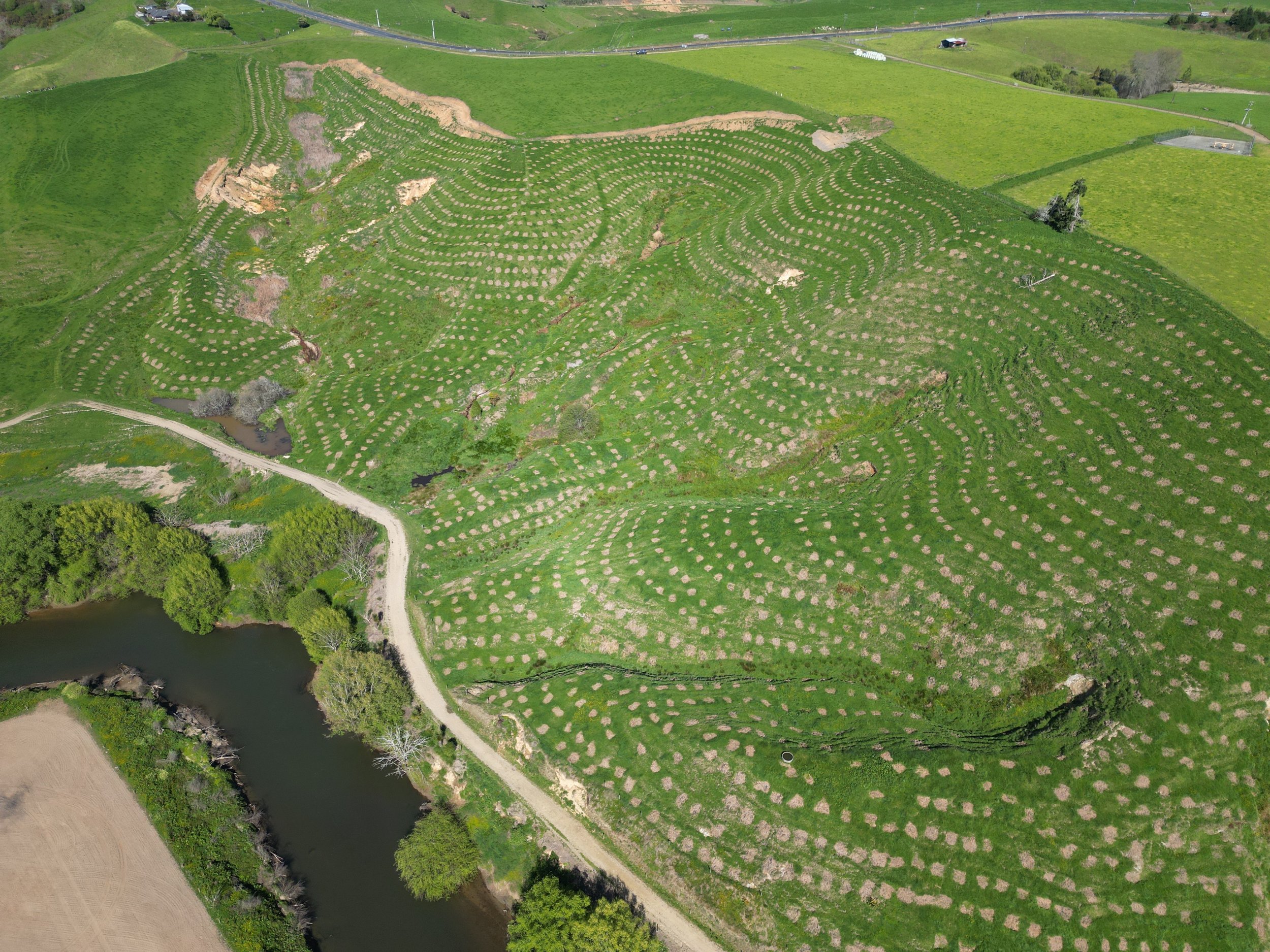Aerial view of a newly established forestry plantation showing rows of young trees planted across rolling farmland