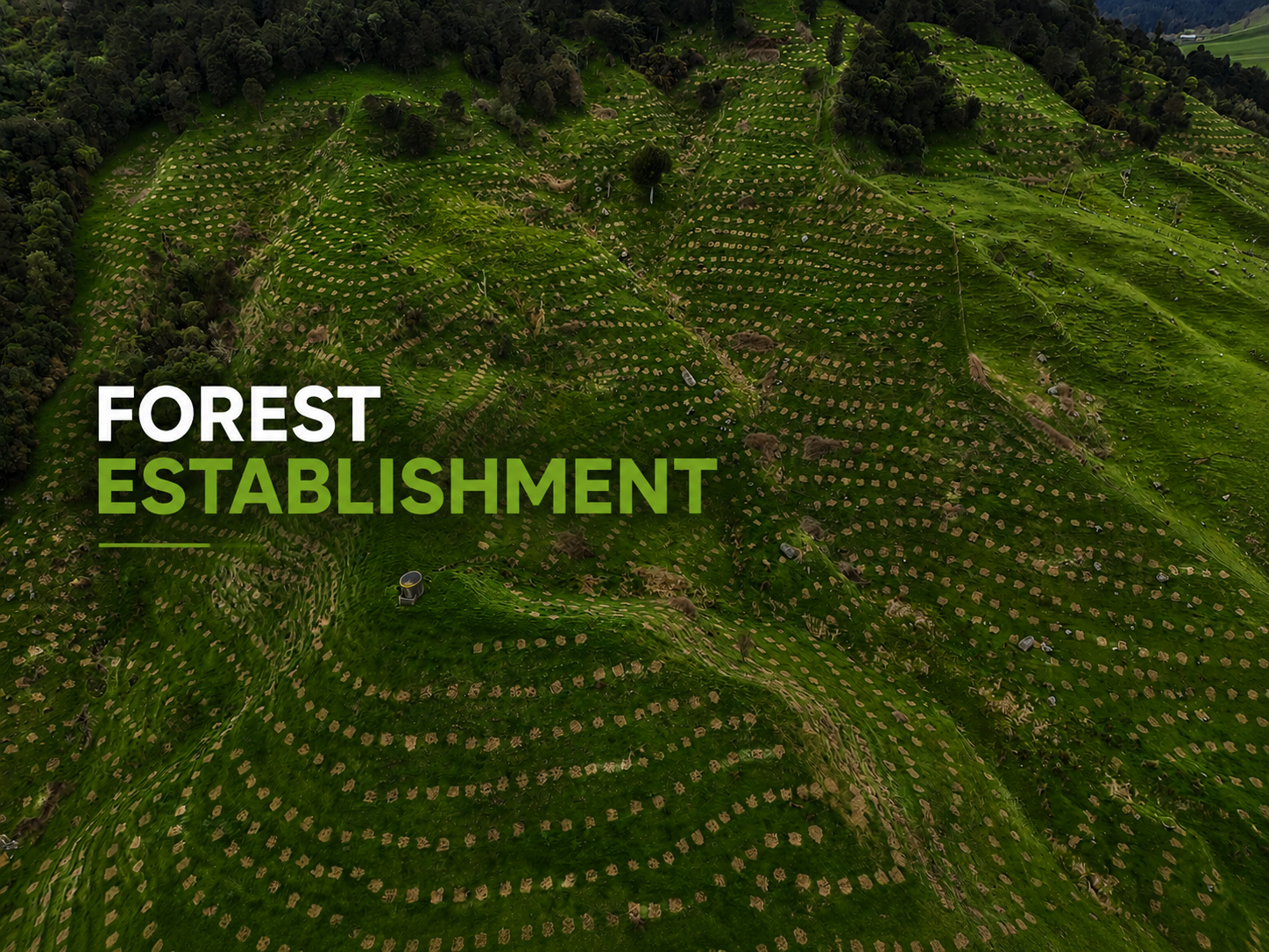 Newly established plantation forest showing forestry planting and establishment