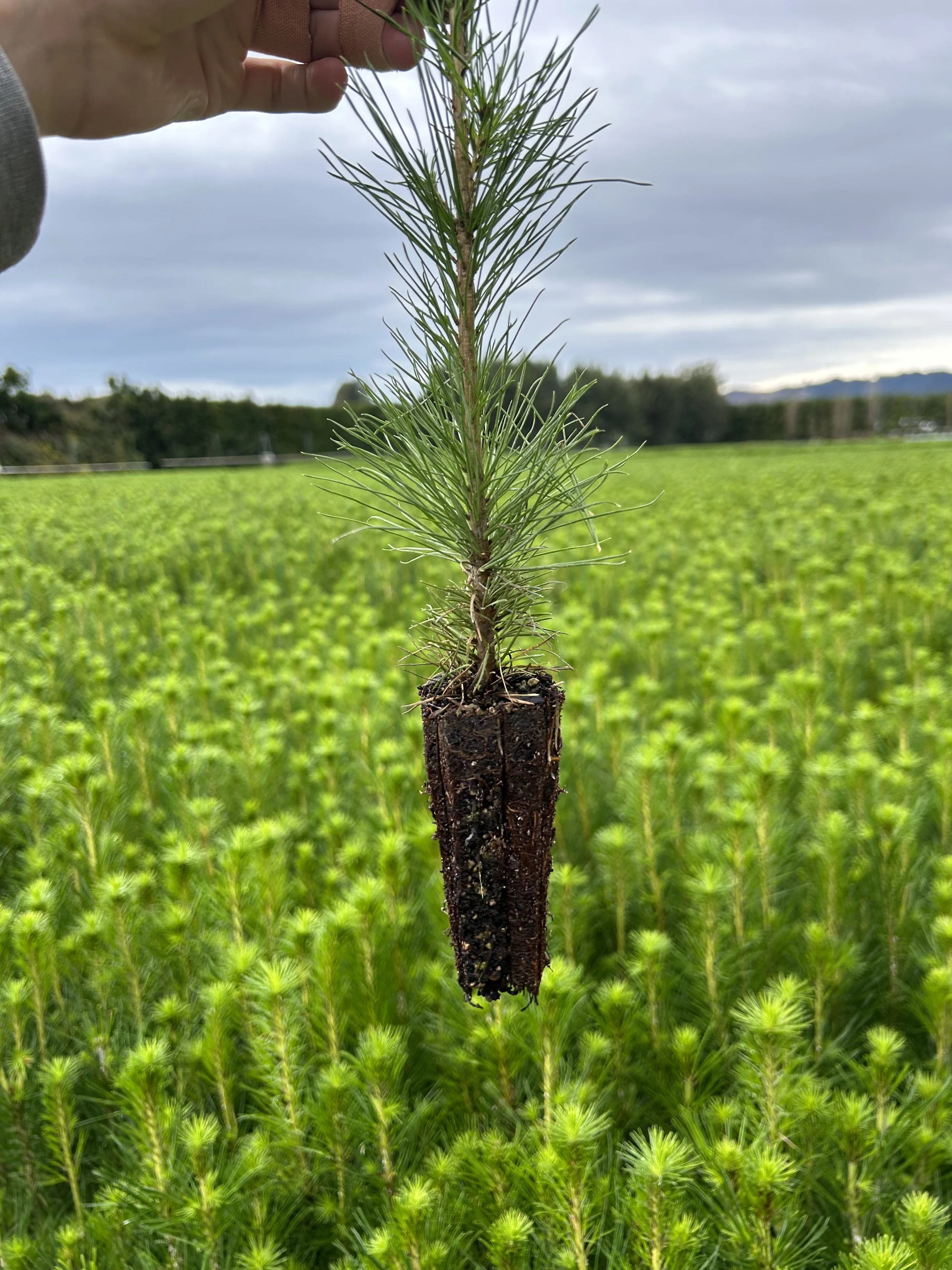 Radiata pine seedling ready for forest establishment in New Zealand