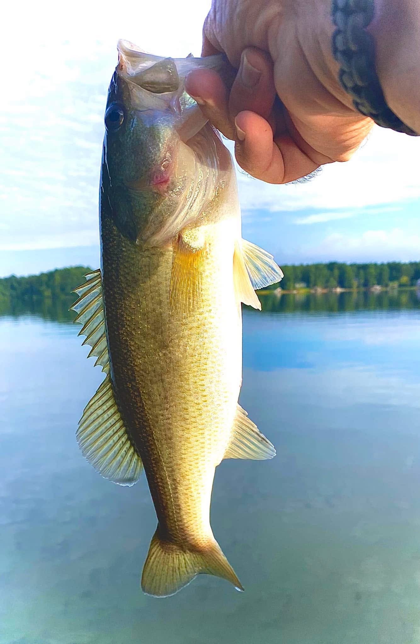 A largemouth bass fish being held by a person's hand over a lake with a forested shoreline in the background.