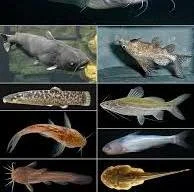 Six different fish species displayed in a grid