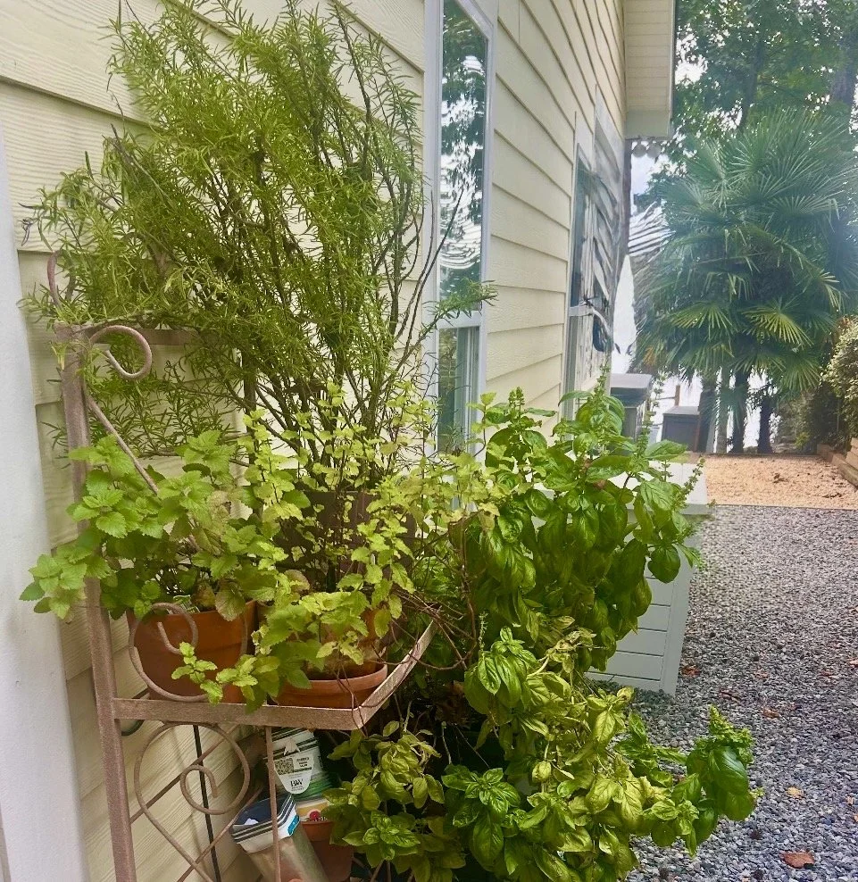 A plant shelf with potted herbs and a large plant against the side of a house with yellow siding, gravel ground, and a large palm tree in the background.