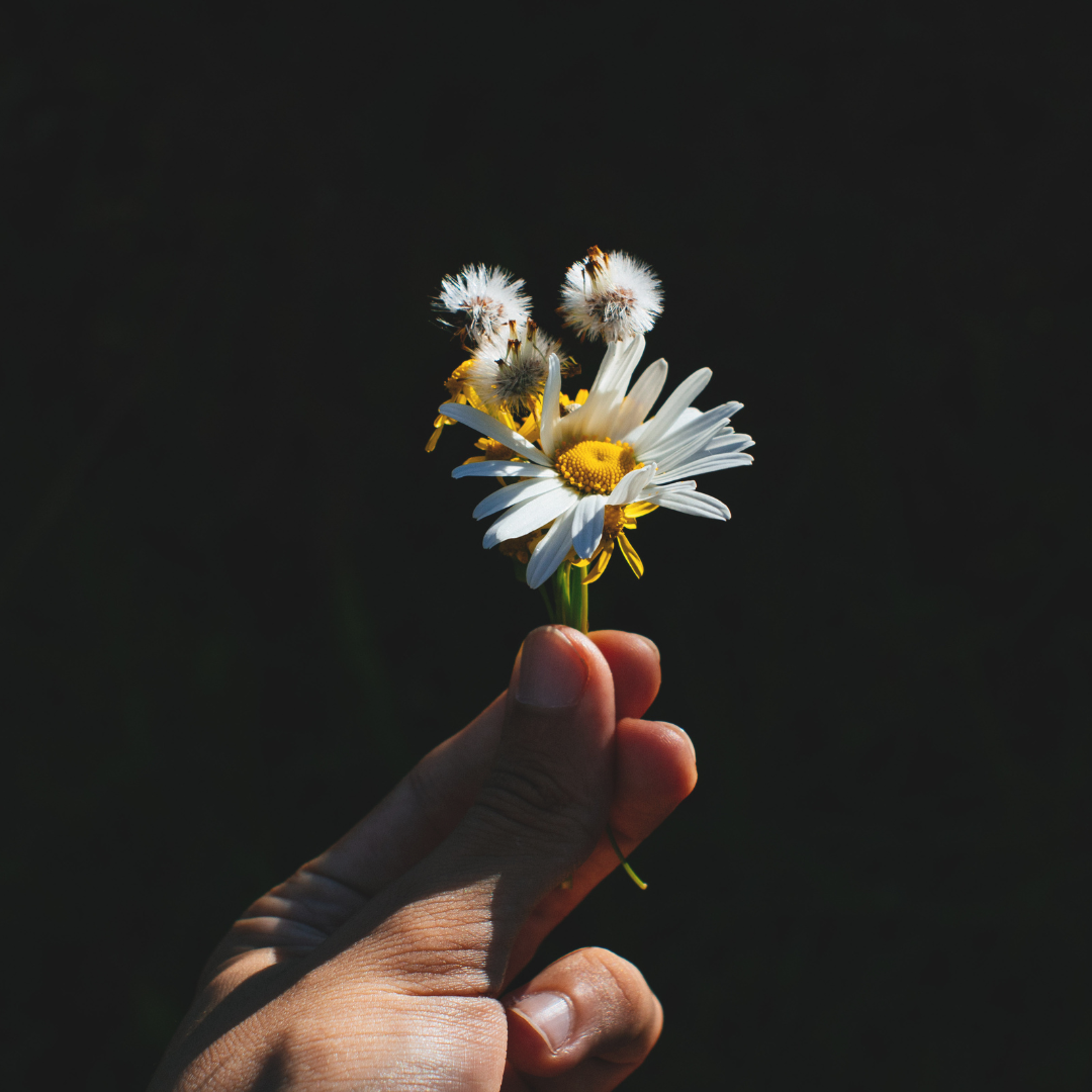 hand holding up a white daisy wildflower against black backgrond
