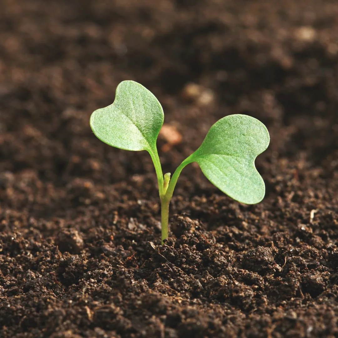 two clover seedlings emerging from brown soil