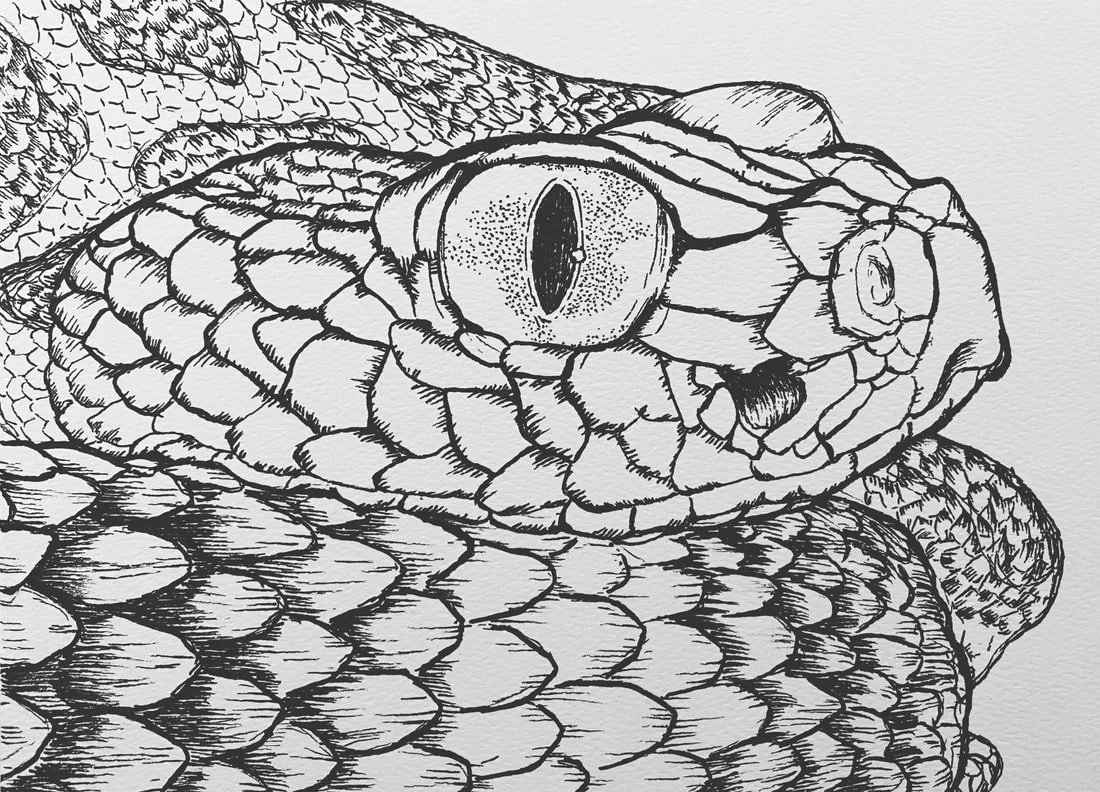 Not Venemous
