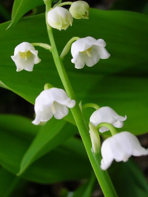 Lily of the Valley