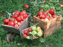 apple- harvest_Scent.webp
