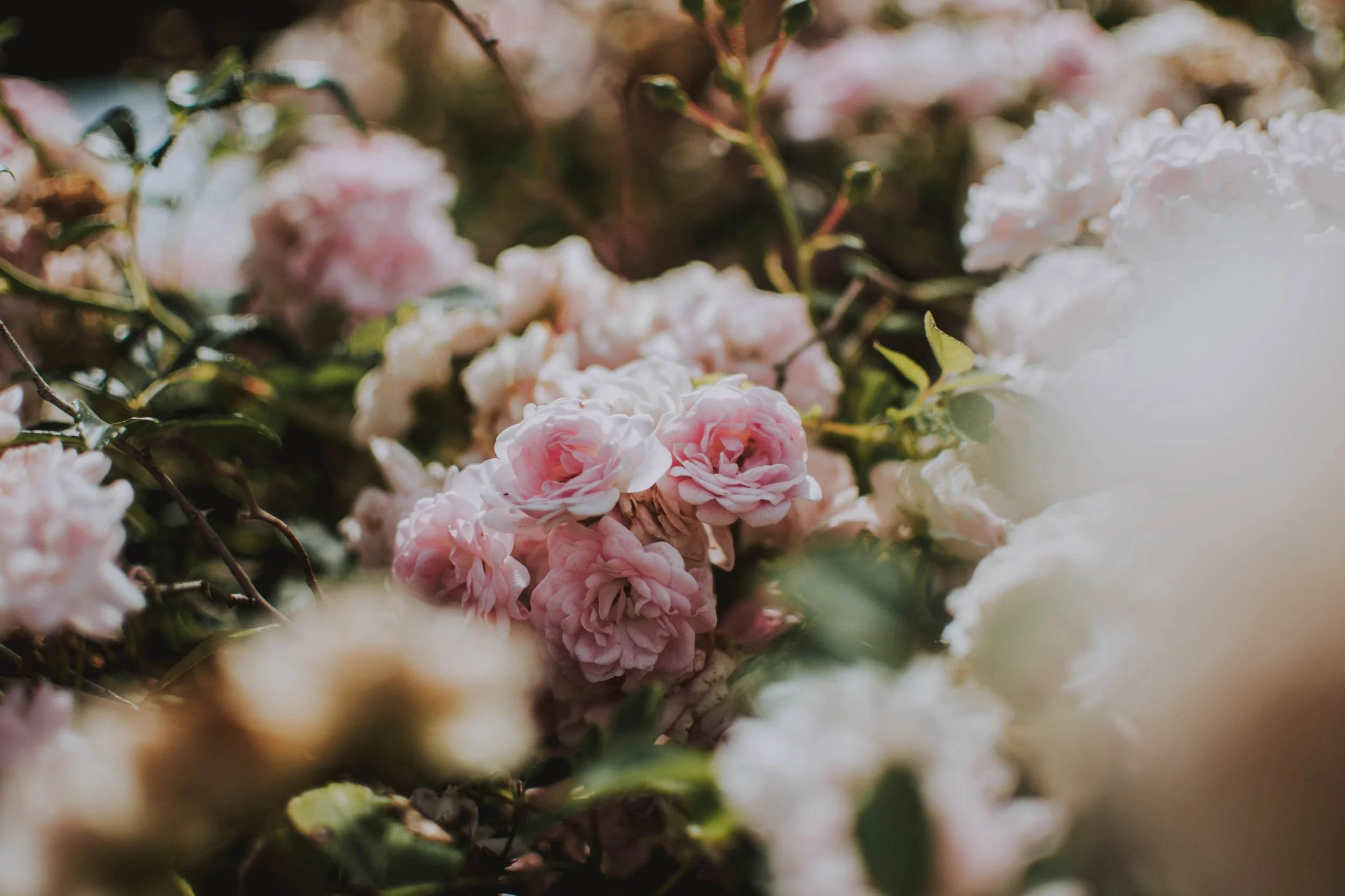 Close-up of pink and white flowers on branches with green leaves.