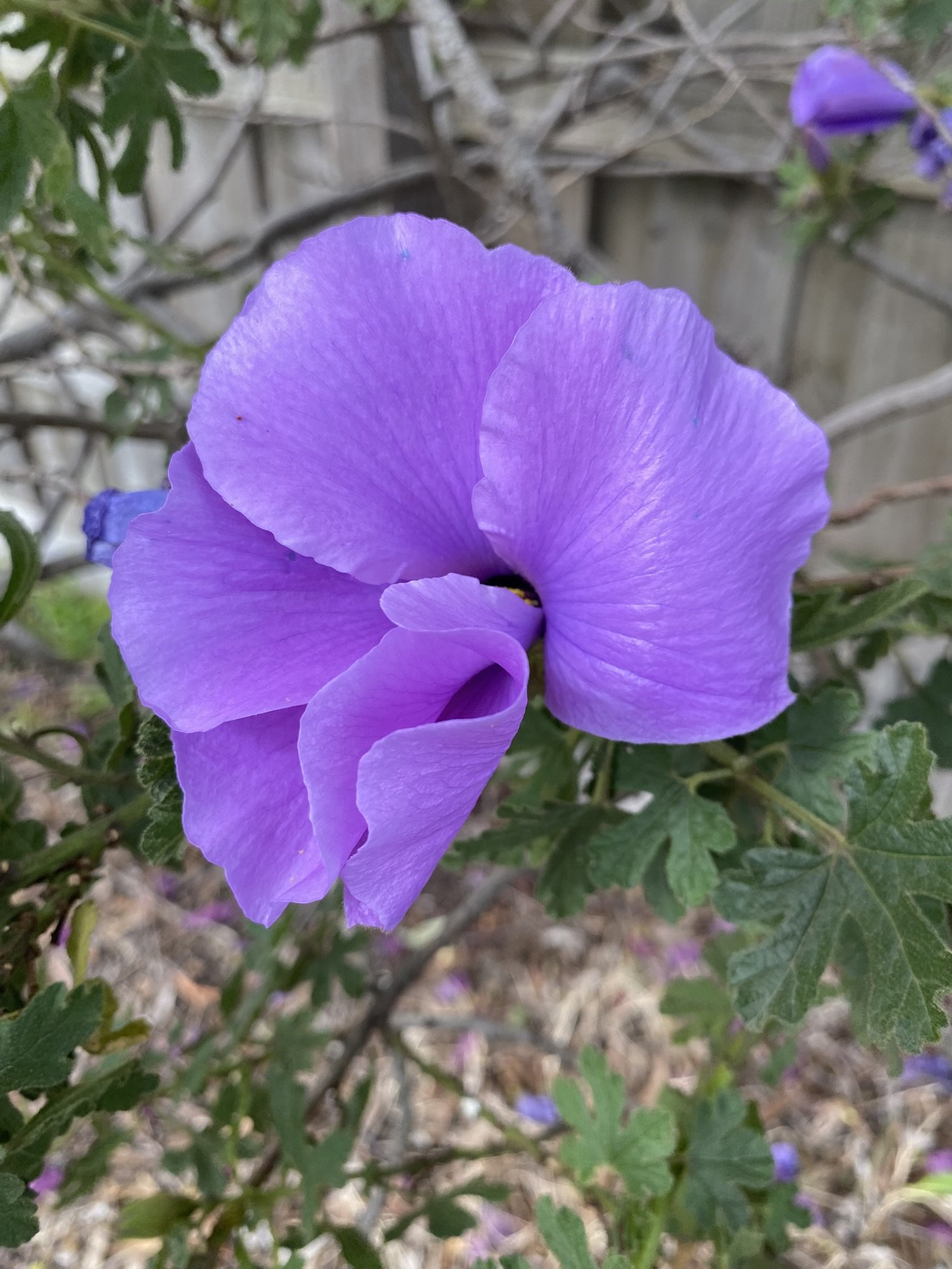 Purple hibiscus flower photographed by Priscilla, inspiration for a Priscilla Bloom colouring page.