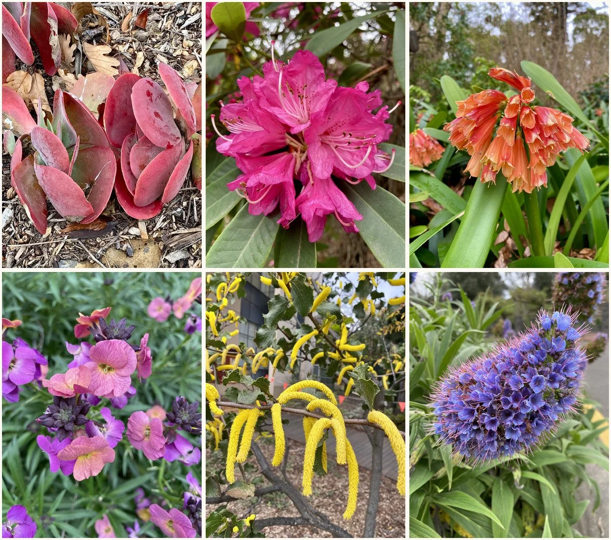 Collage of six original flower photographs taken by Priscilla in gardens around Victoria, Australia.