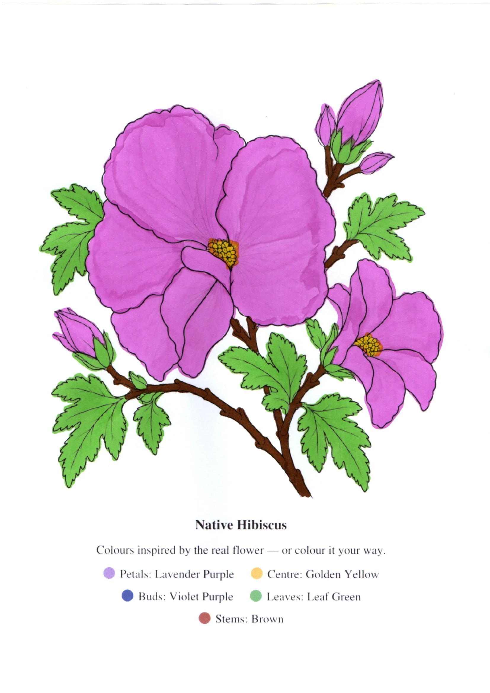 Hibiscus colouring page hand-coloured by Priscilla with pink-purple petals and green leaves.
