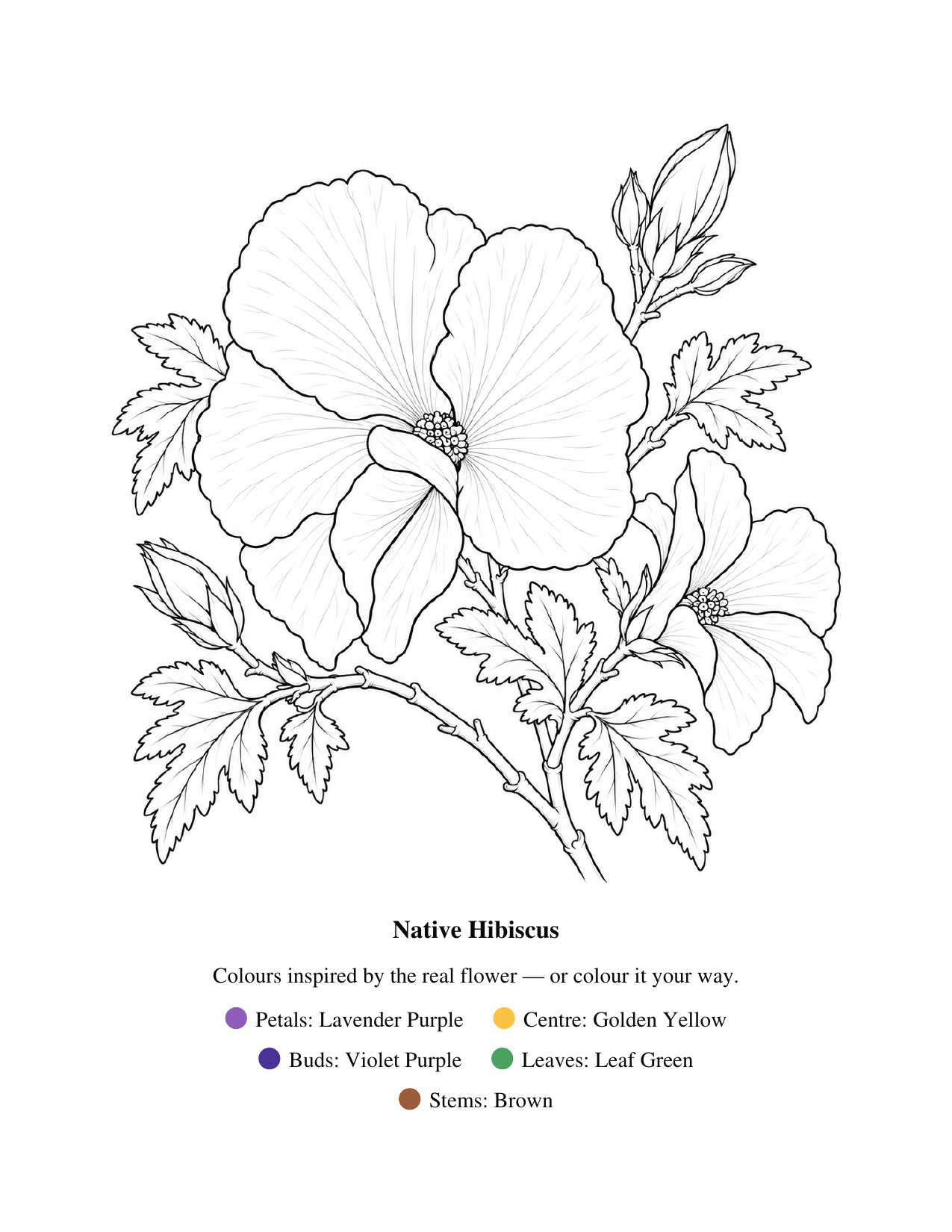 Native hibiscus colouring page with flower outlines and suggested colours from Priscilla Bloom’s 50 Easy-To-Colour Flowers.