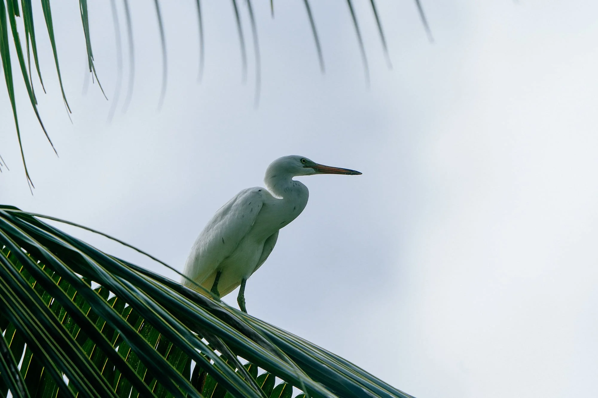 A white bird in flight over Tanah Mympi's island.