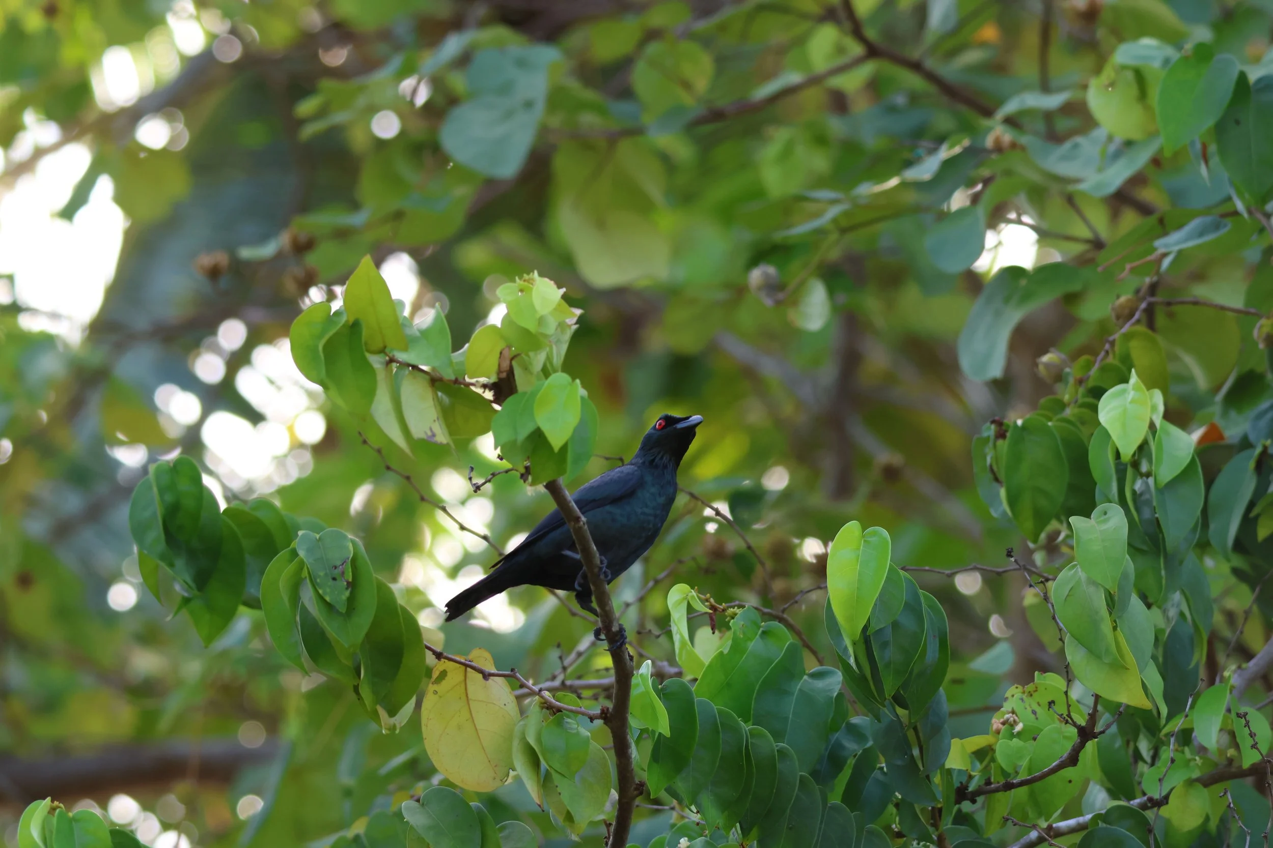 A dark feathered bird with distinctive red eyes, photographed on Tanah Mympi's island.