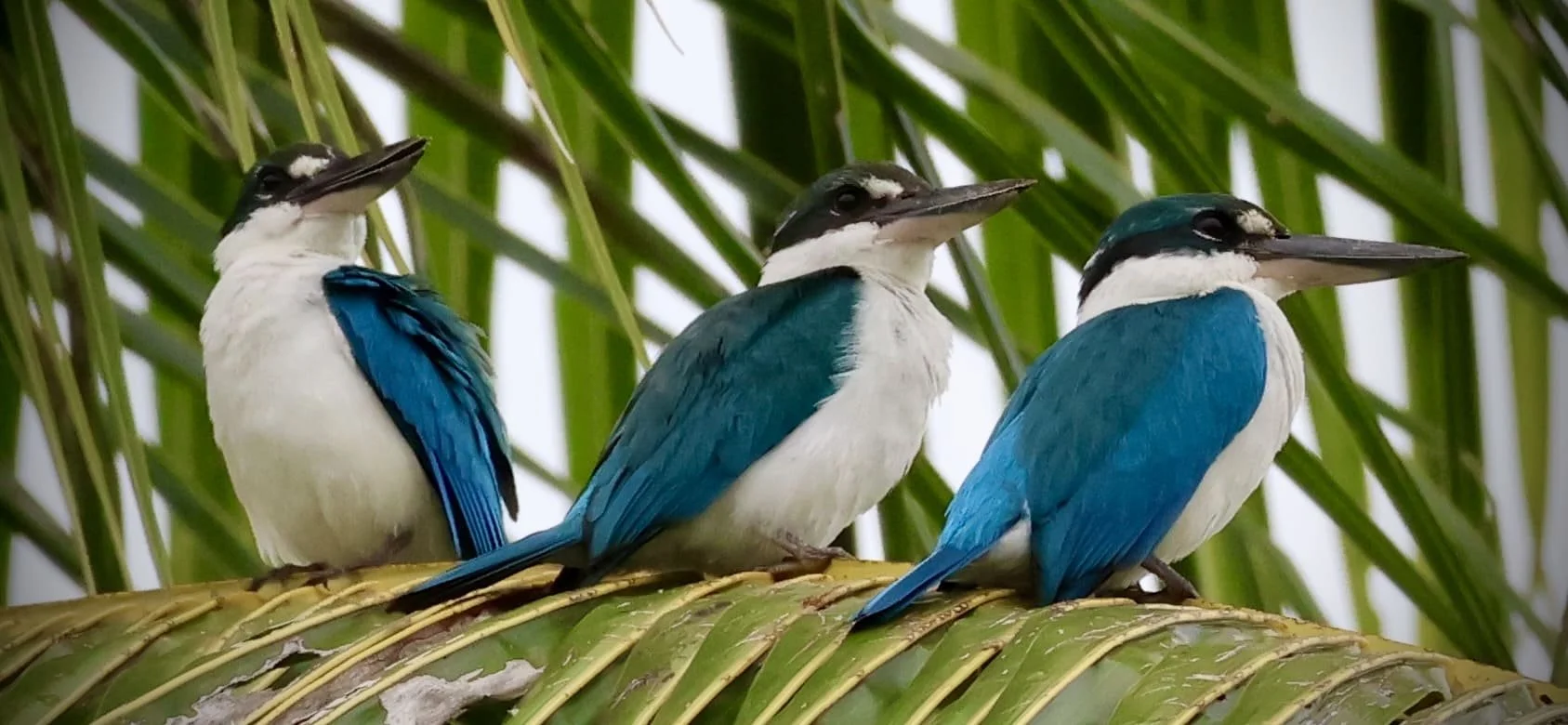 Three small blue birds together in the trees on Tanah Mympi's island.
