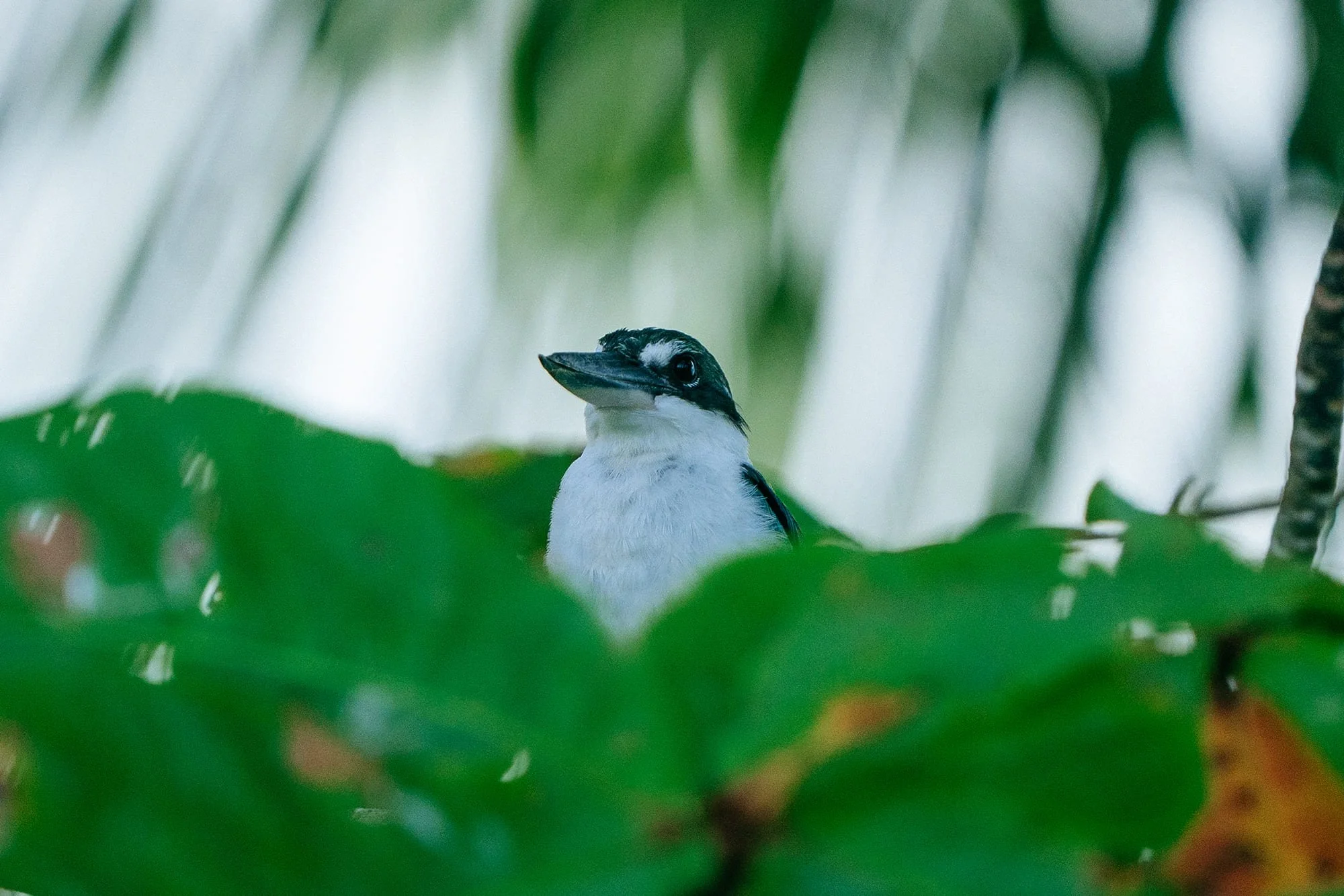 A small blue bird resting in the foliage on Tanah Mympi's island.