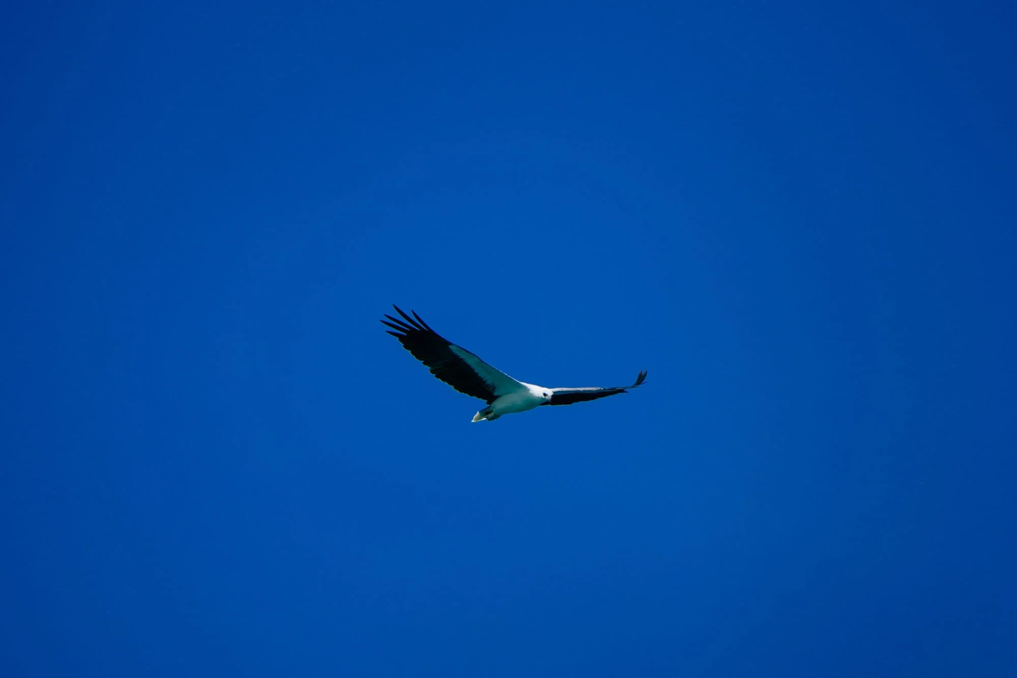 An eagle photographed on or near Tanah Mympi's island.