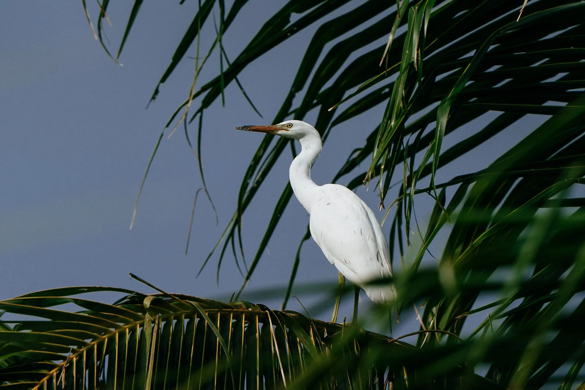 A white bird resting in the branches on Tanah Mympi's island.